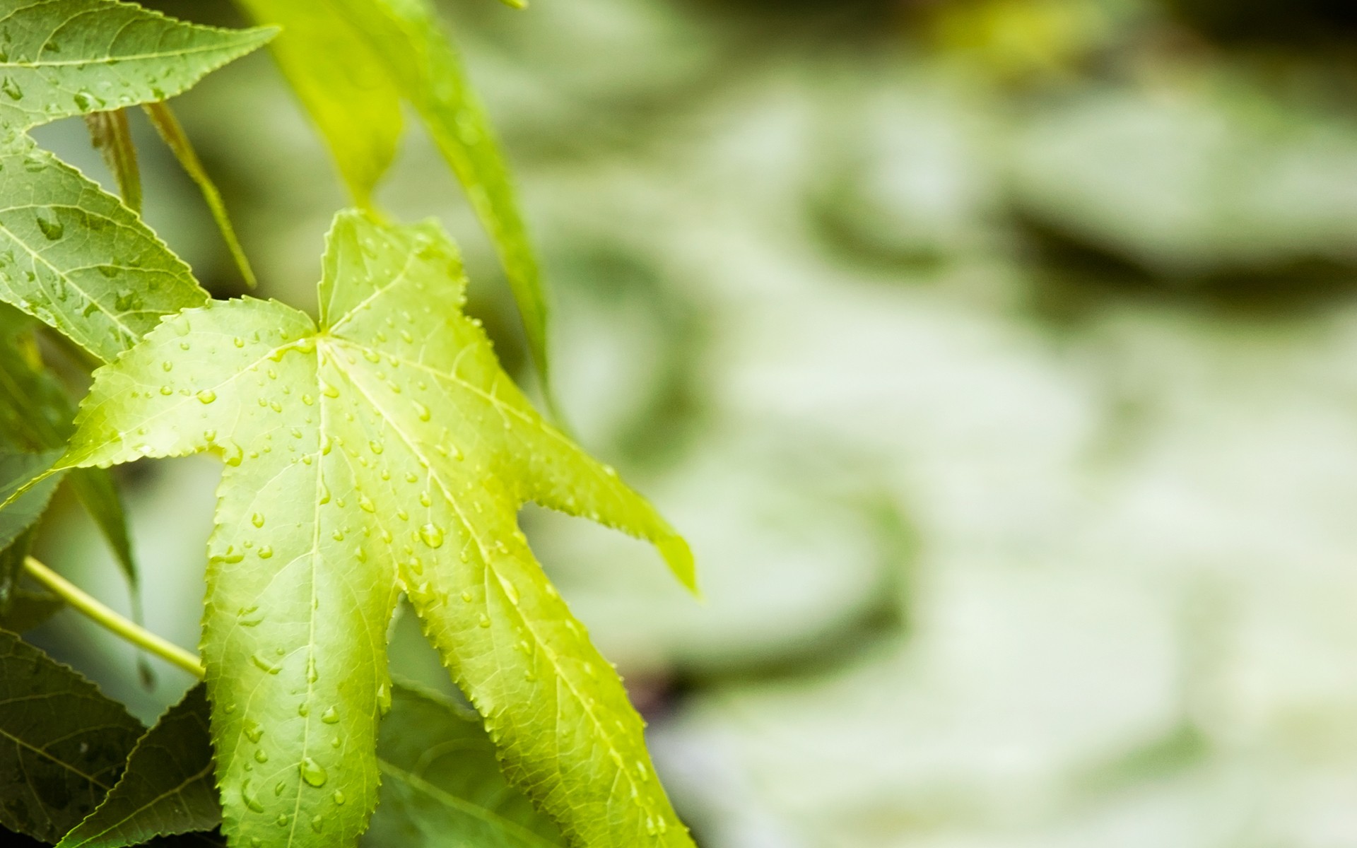 natura foglia verde