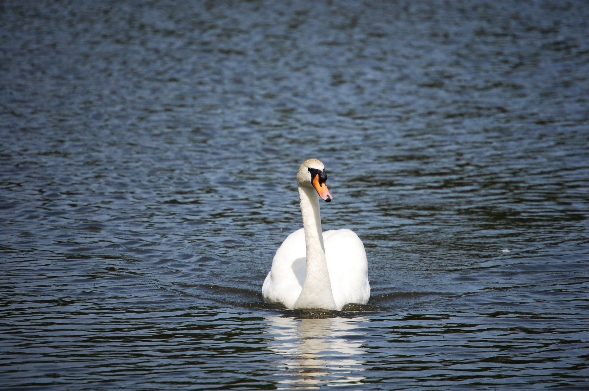 acqua bianco cigno