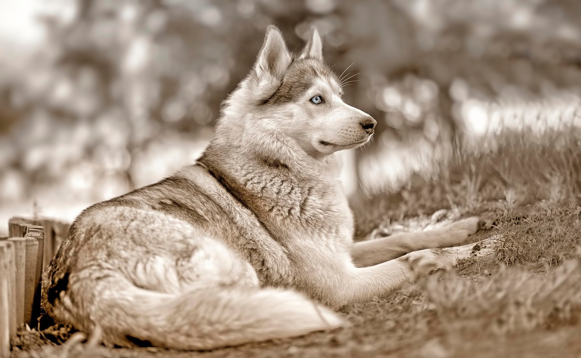 ojos azules perro husky siberiano vista pose