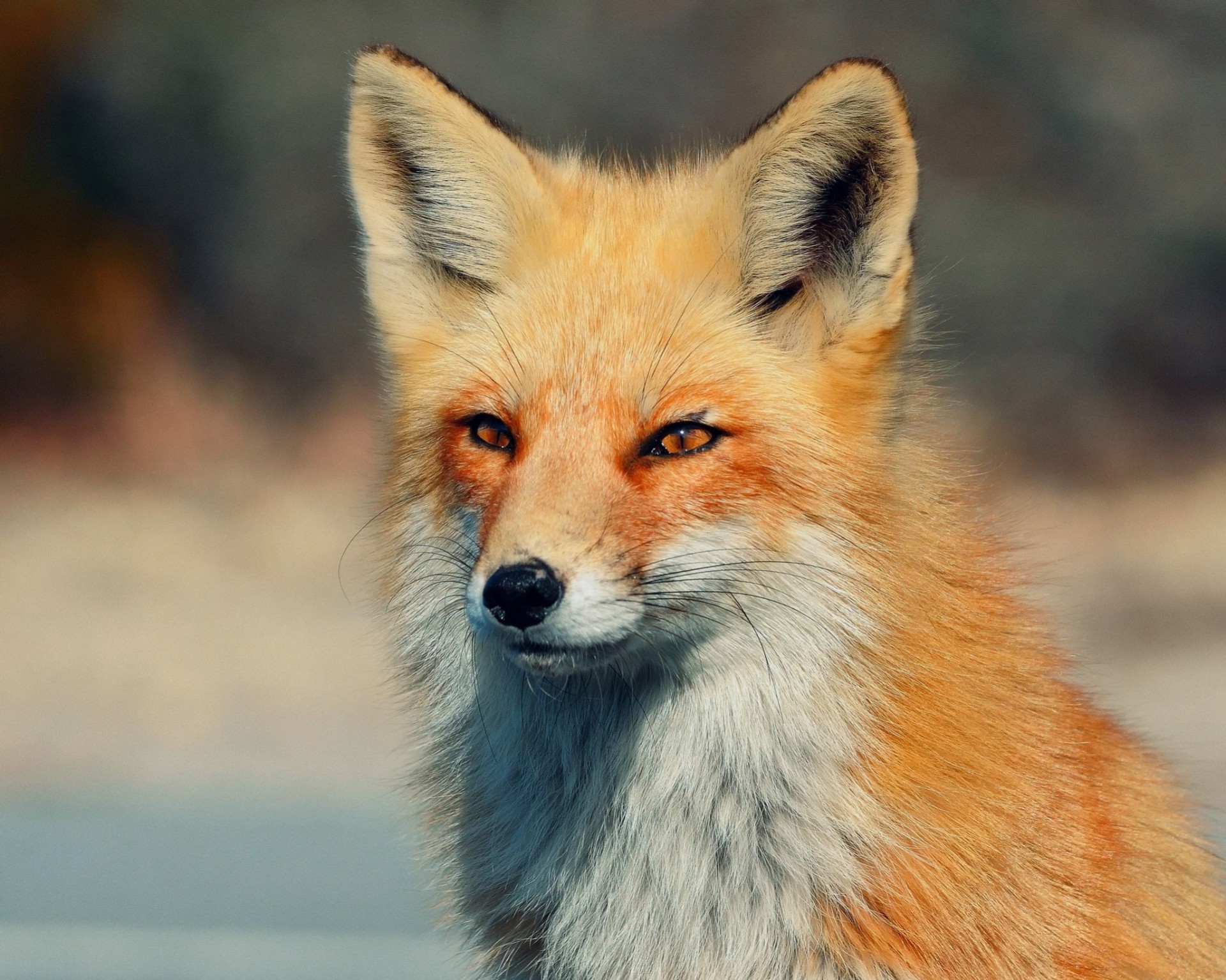 fuchs blick augen