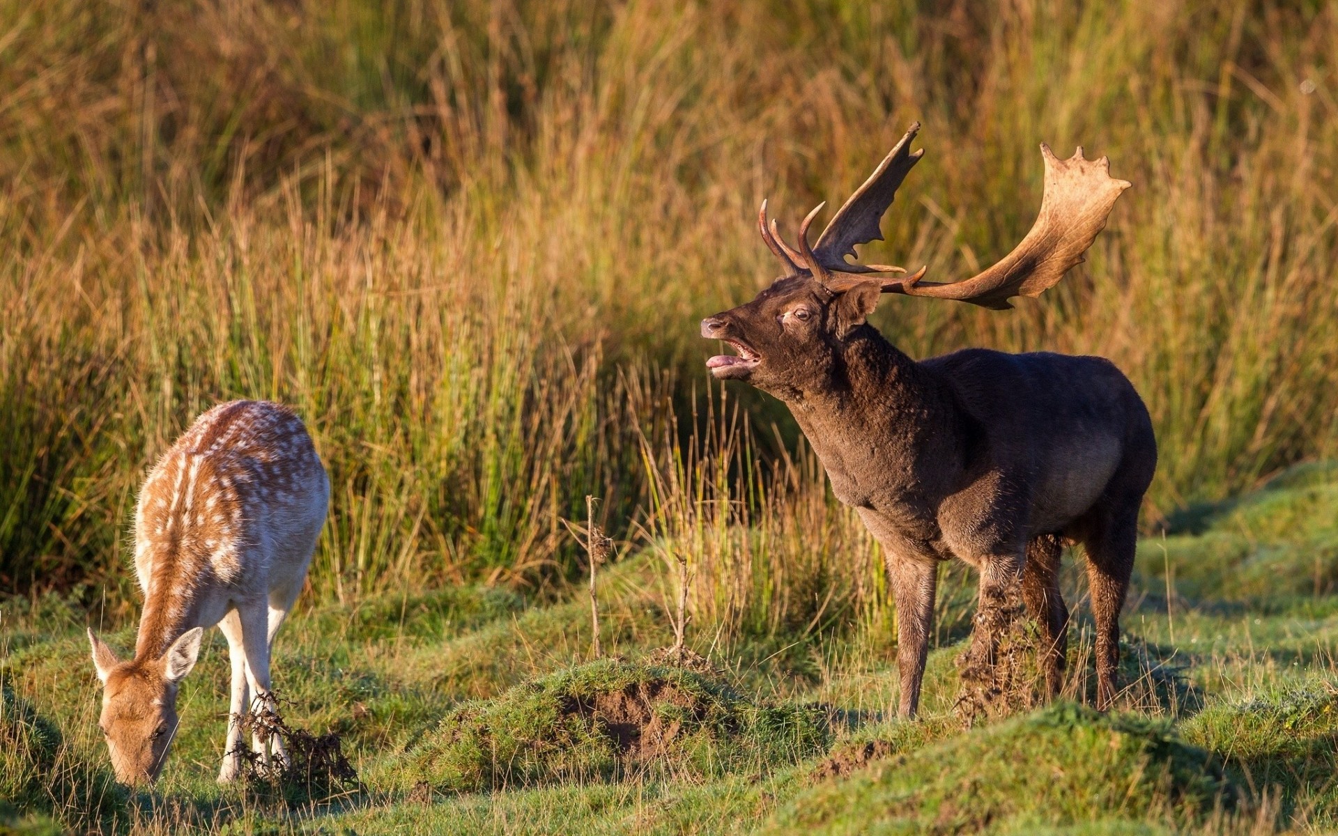 cerf couple