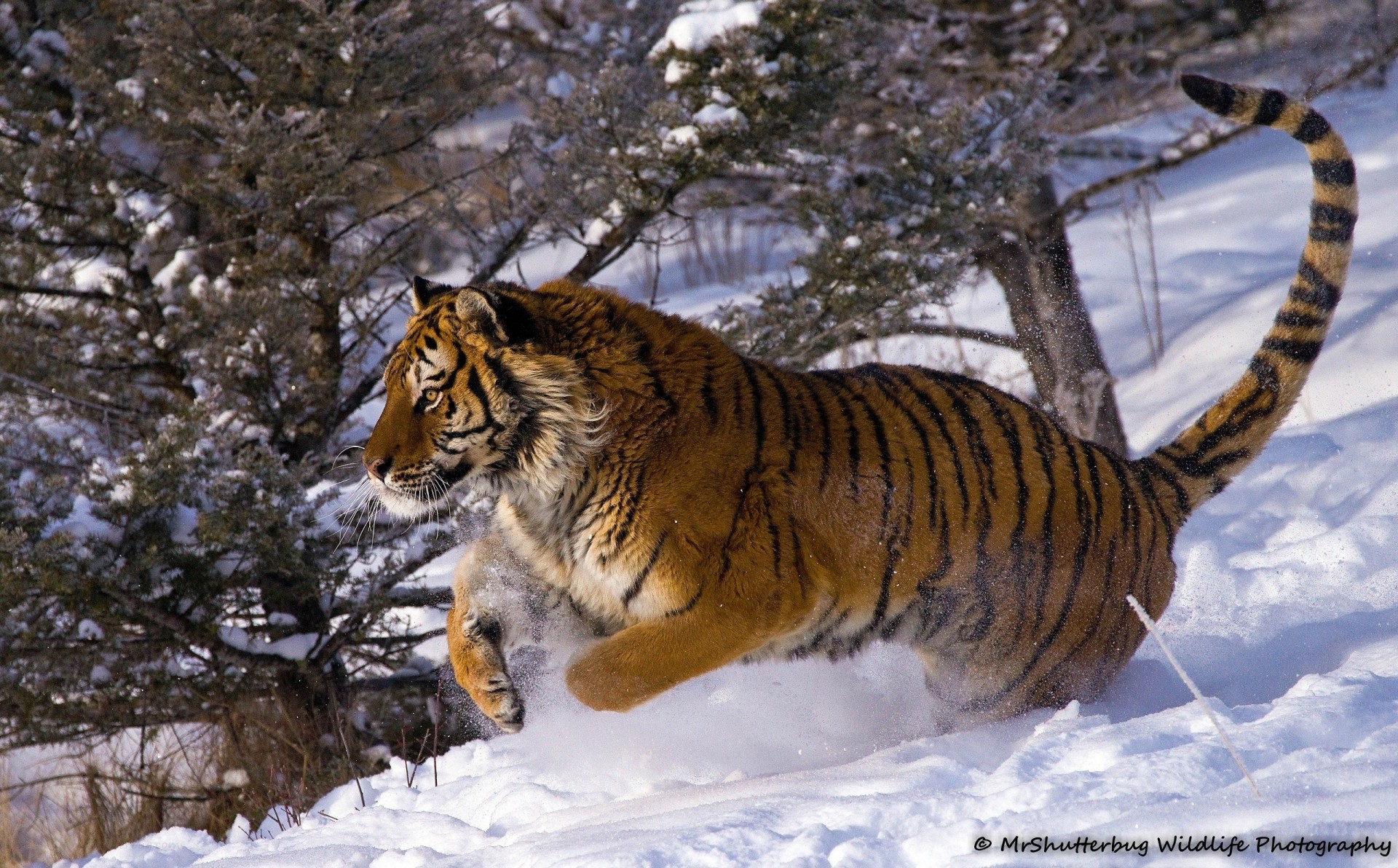 gatto selvatico salto tigre