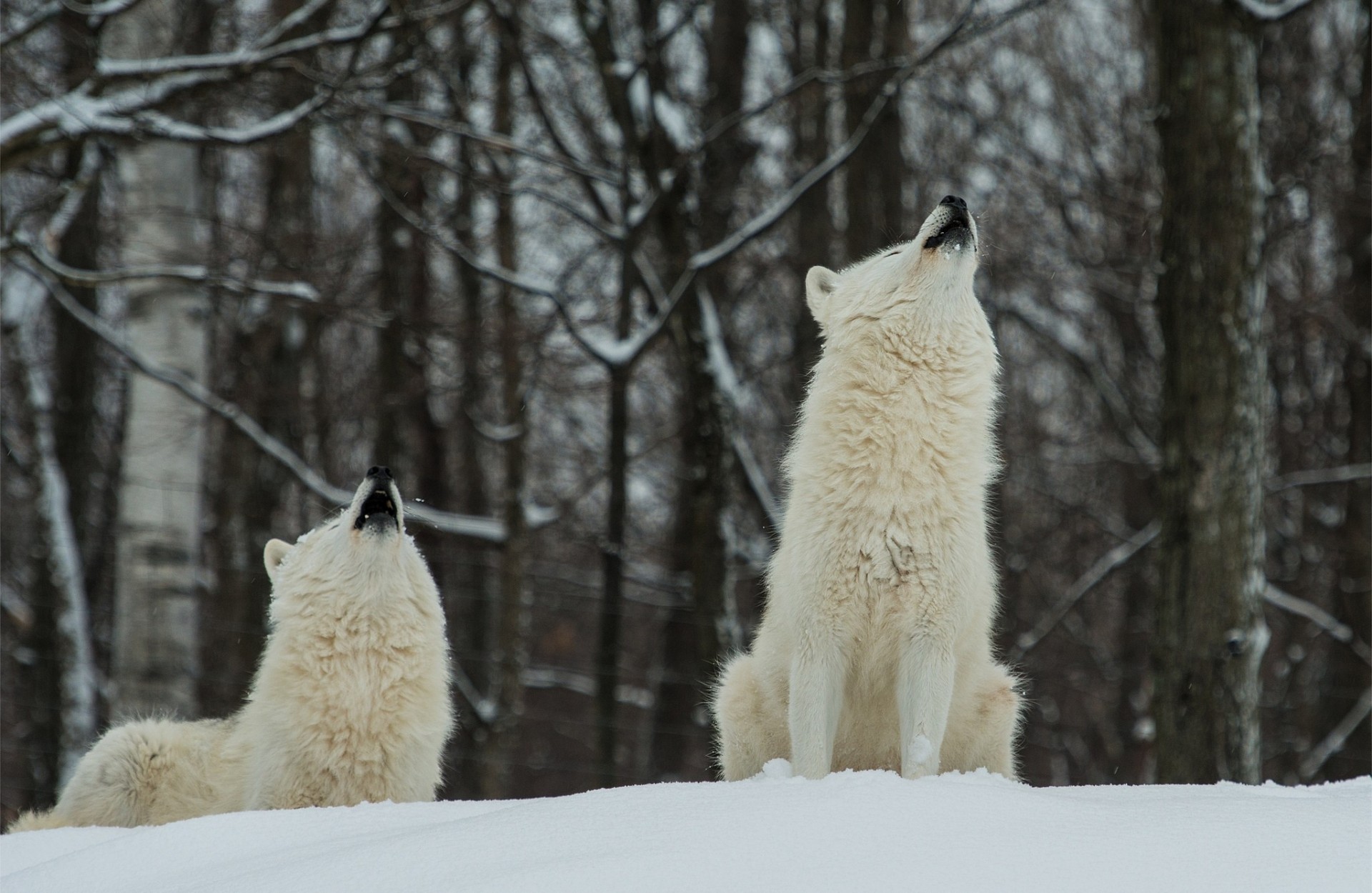 wolves polar forest two snow winter white