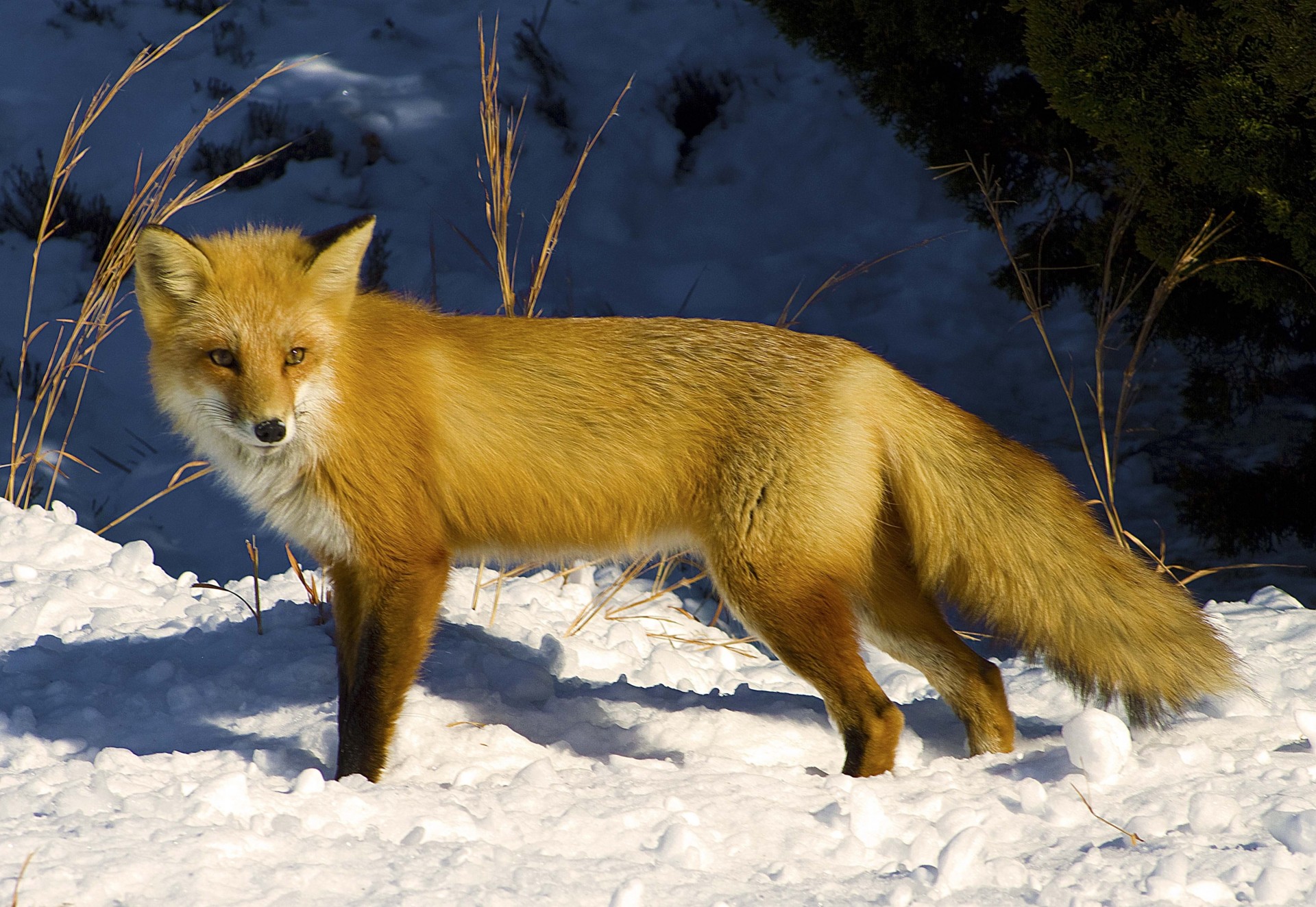 nieve zorro invierno