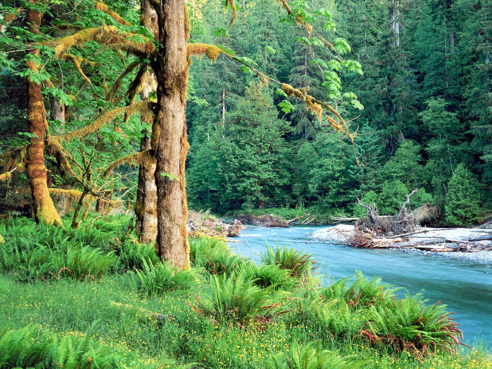 forêt rivière nature