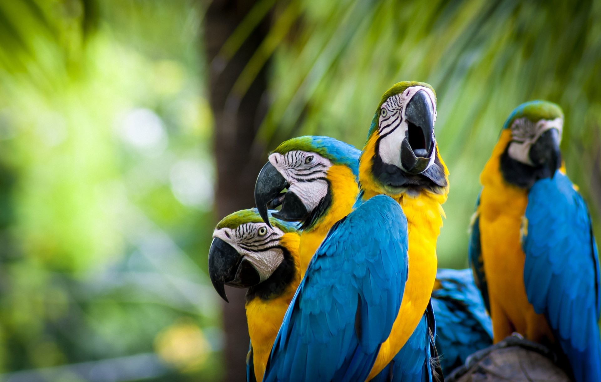 ukrainians positive palm nature photo parrots close up bird