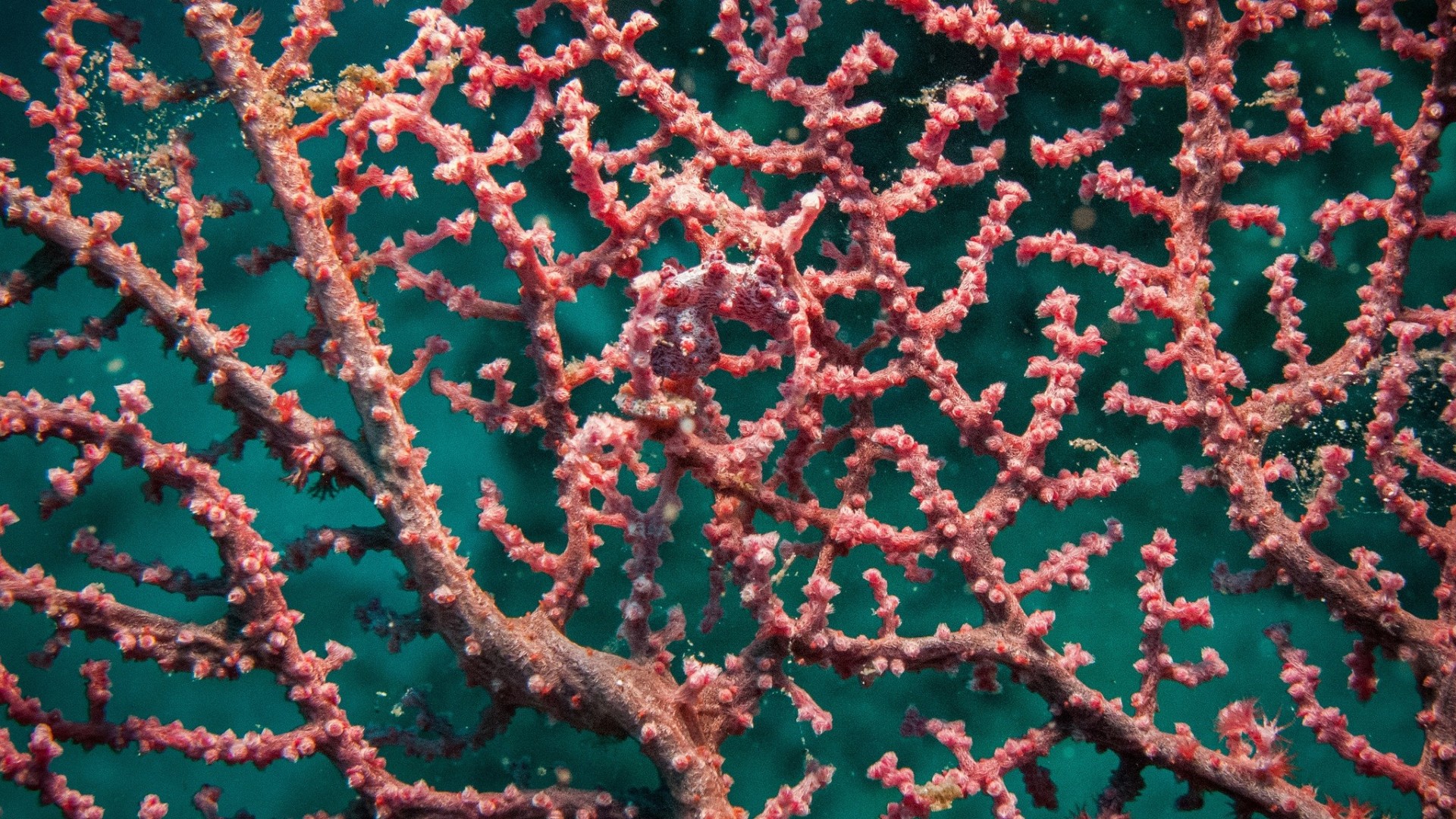 camouflage seahorse coral