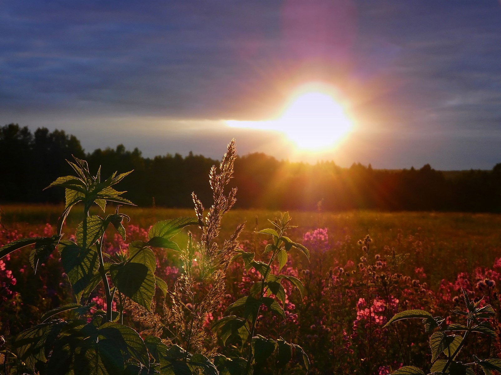 puesta de sol cielo sol campo flores