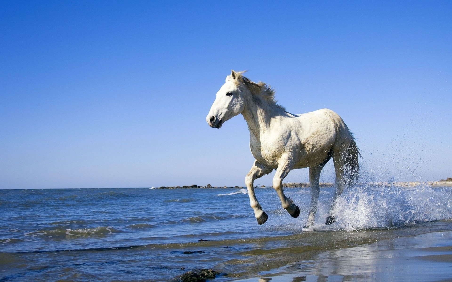 wet balloon water white horse jump