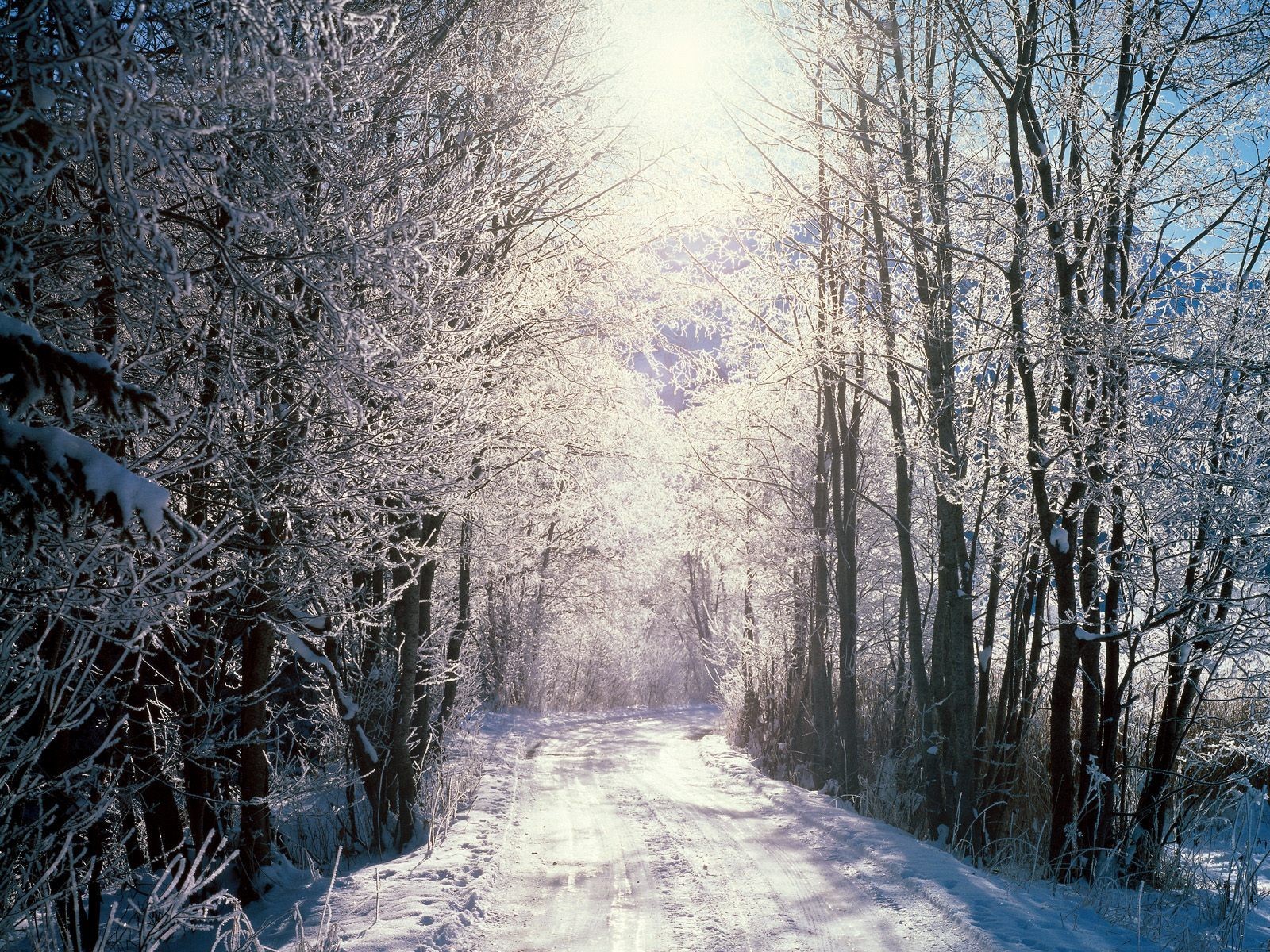 śnieżny las berno szwajcaria