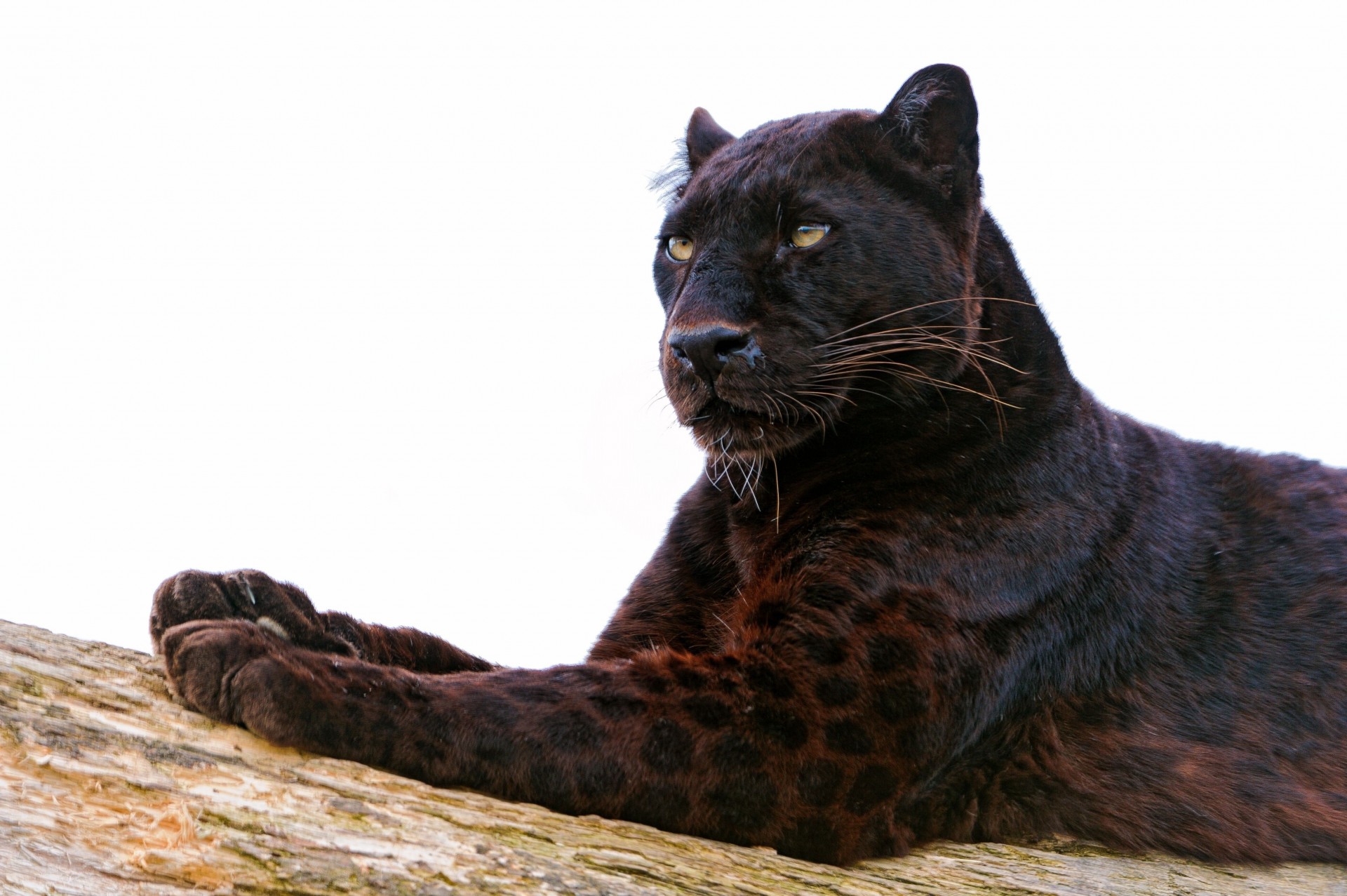 большая кошка пантера хищник ноги