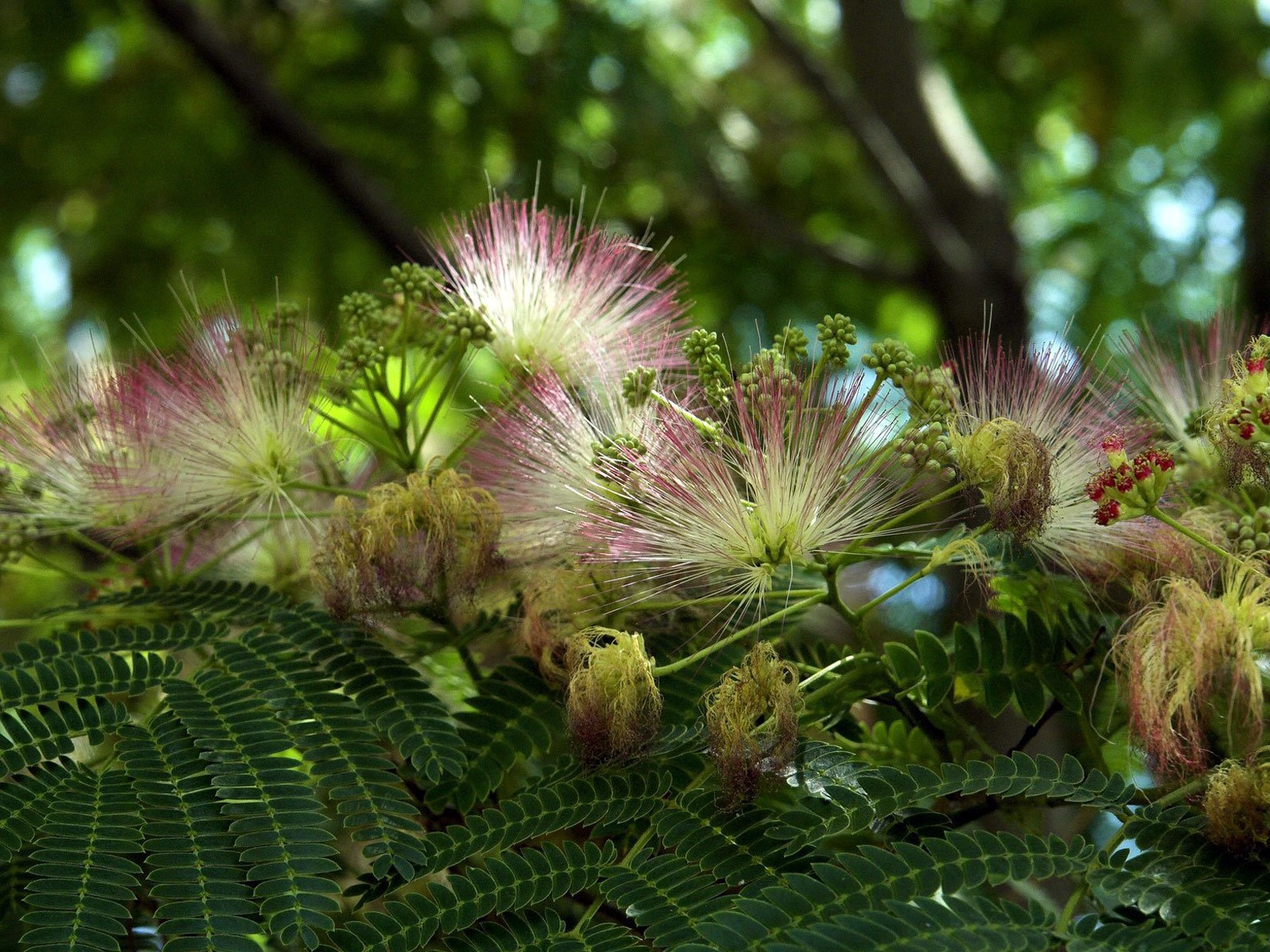 flores hojas verdes