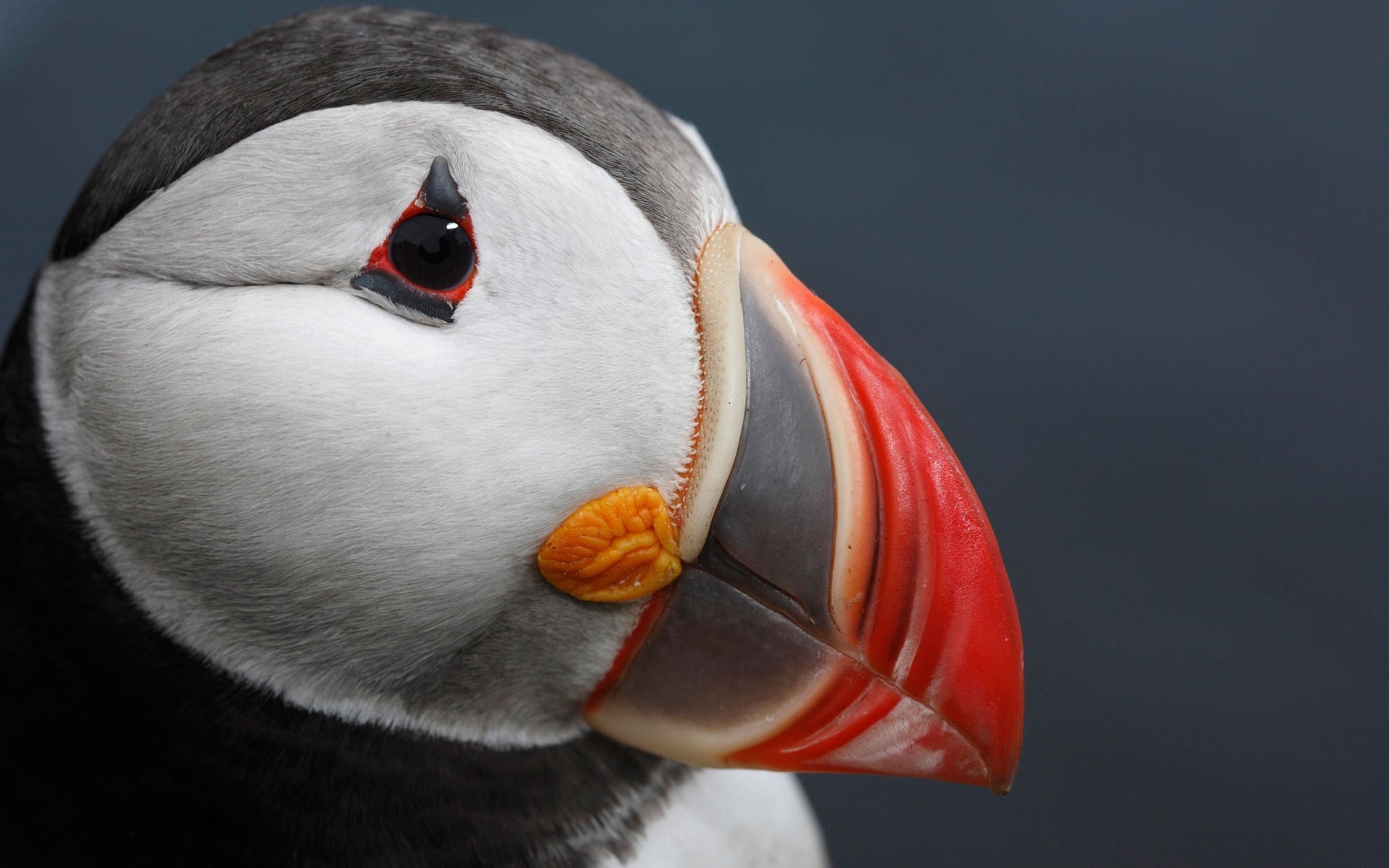 birds atlantic puffin deadlock