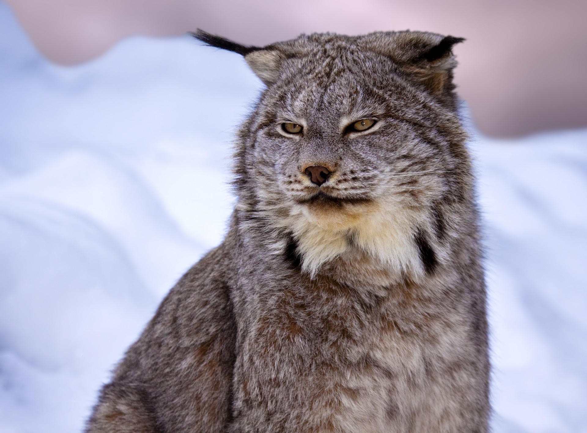 lince gatto selvatico denti