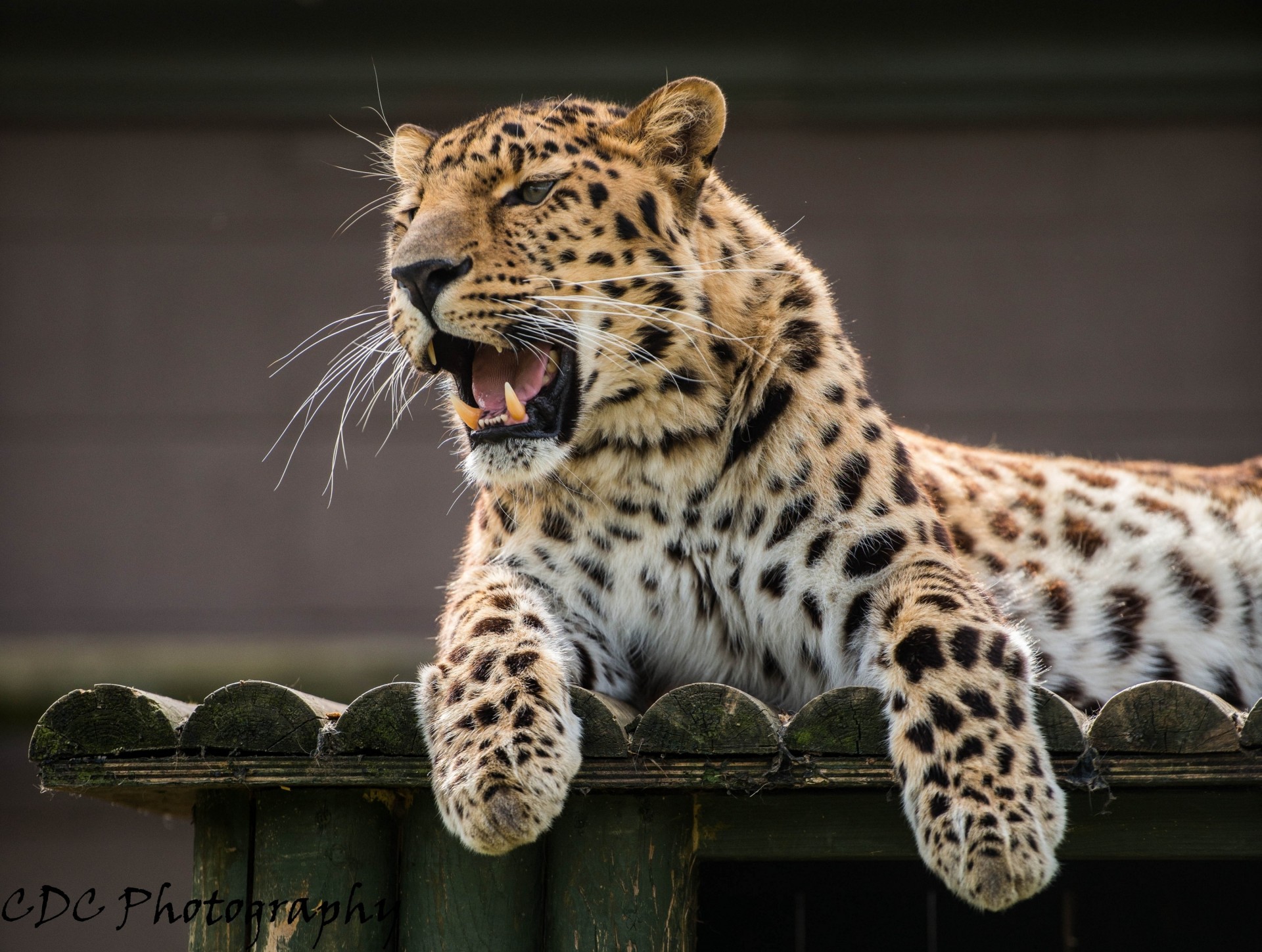 leopardo dell amur leopardo bocca zanne gatto selvatico animali