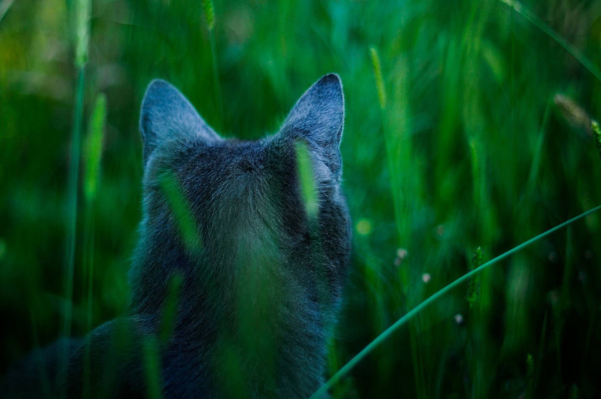 vue arrière chat herbe épis