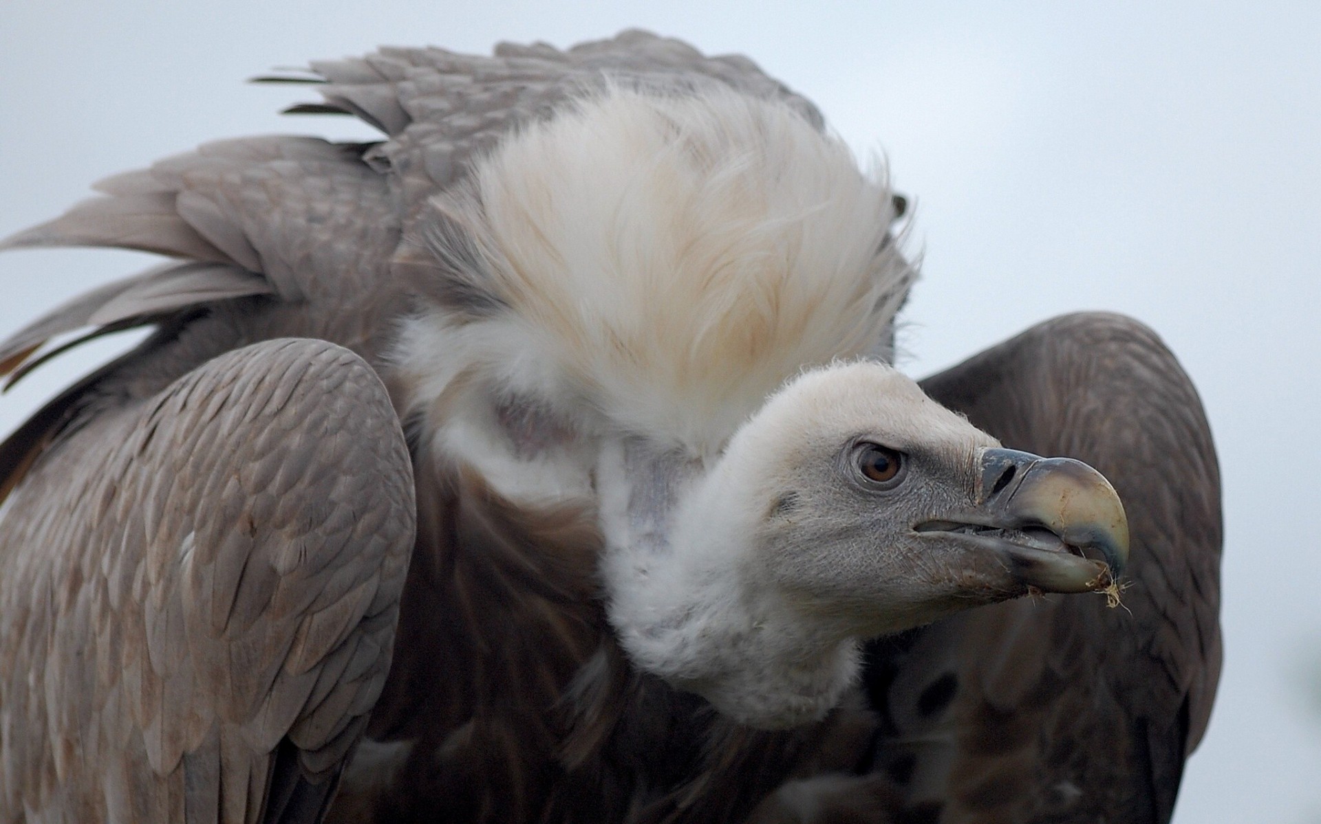 aves buitre depredador carroñero