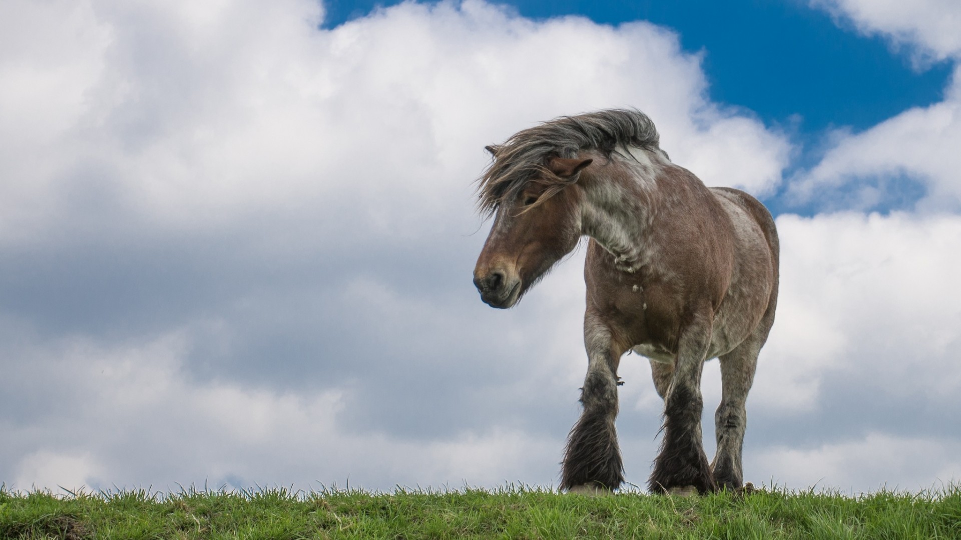 cheval pays-bas zélande