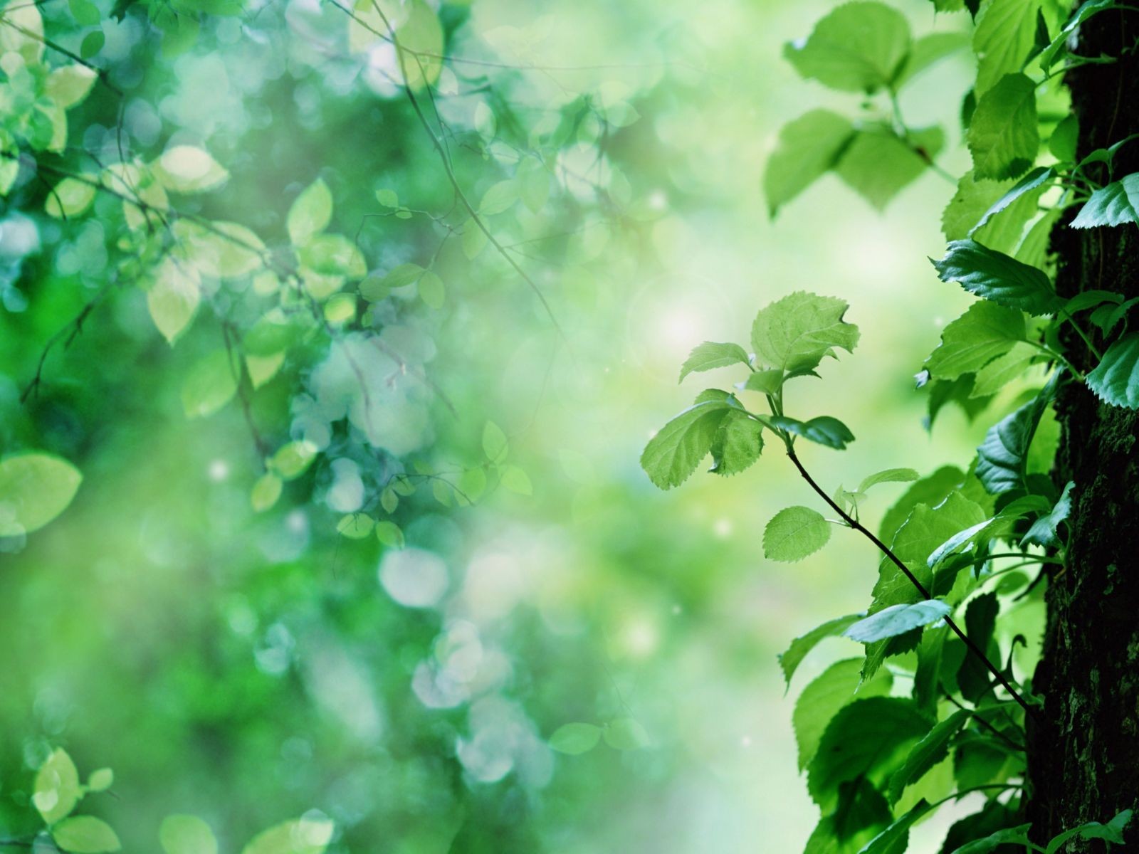 feuilles tronc arbre pousse éblouissement du soleil