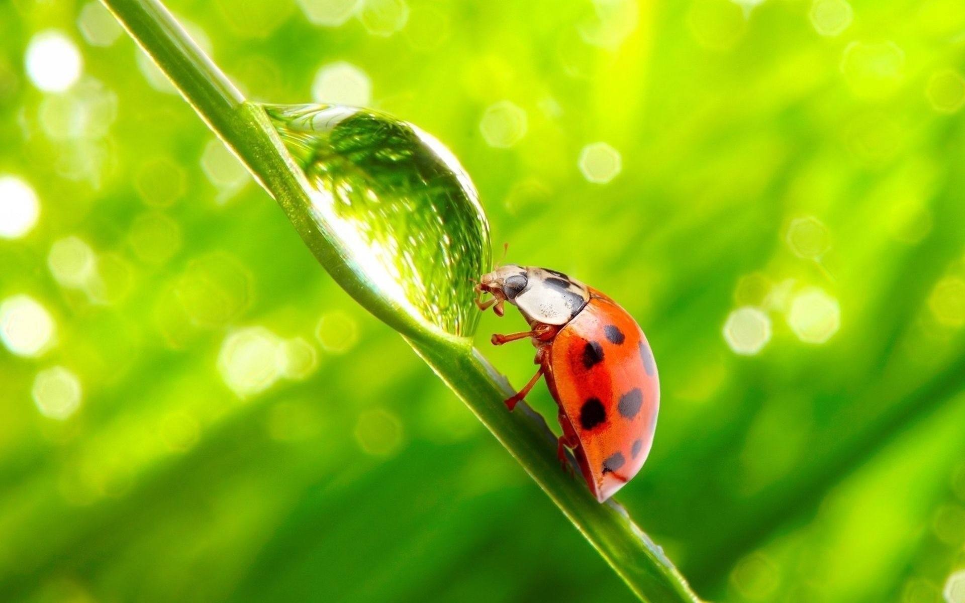 coccinelle goutte scarabée lame brin d herbe