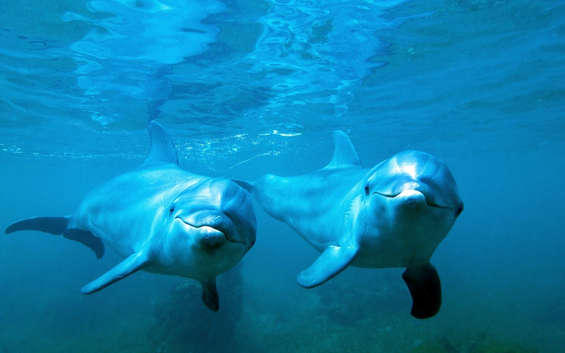 dolphins under water couple