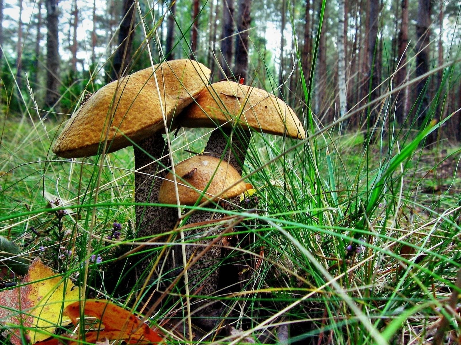 mushrooms forest gra