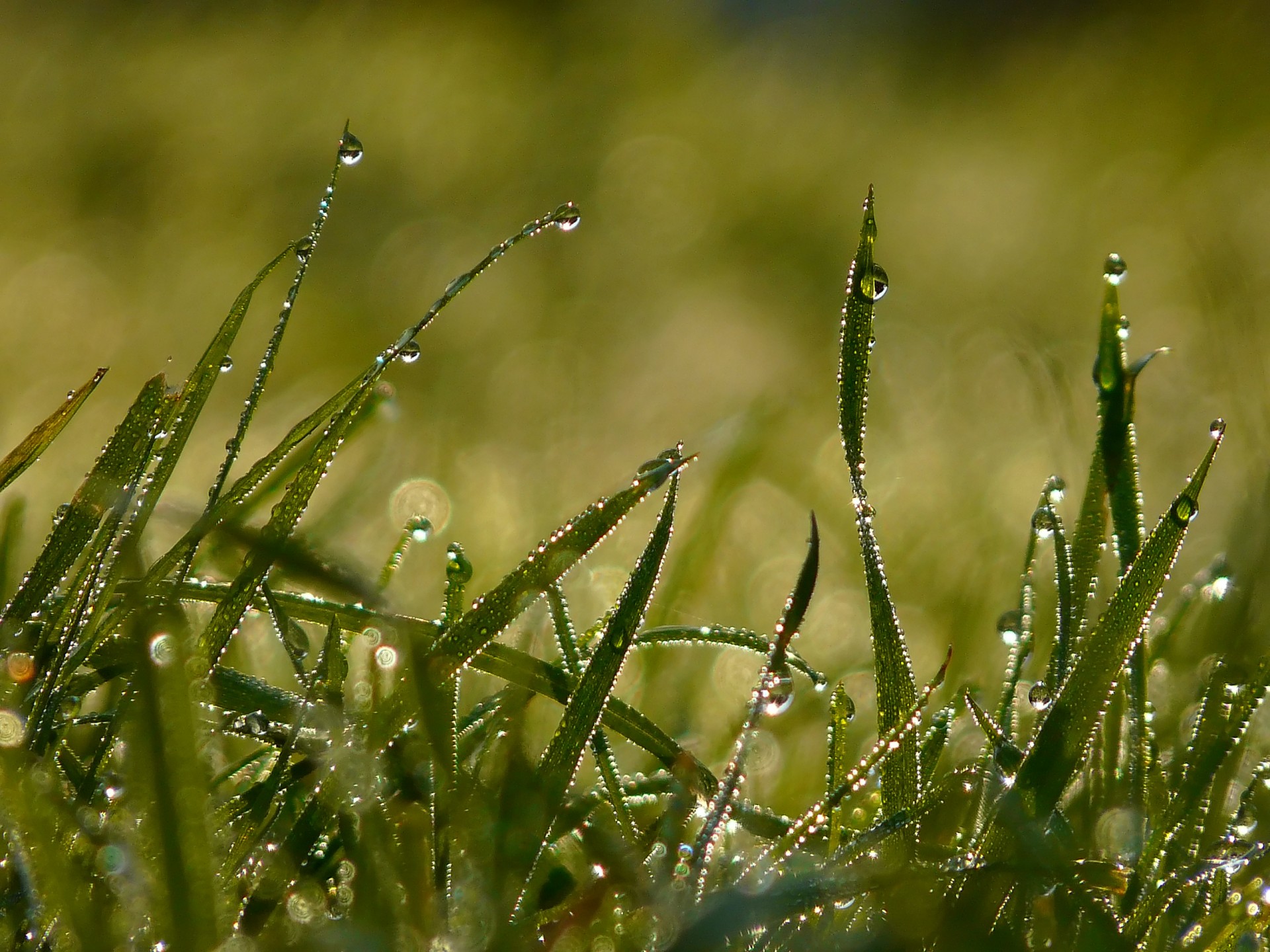 rosée herbe été matin lumière gouttes