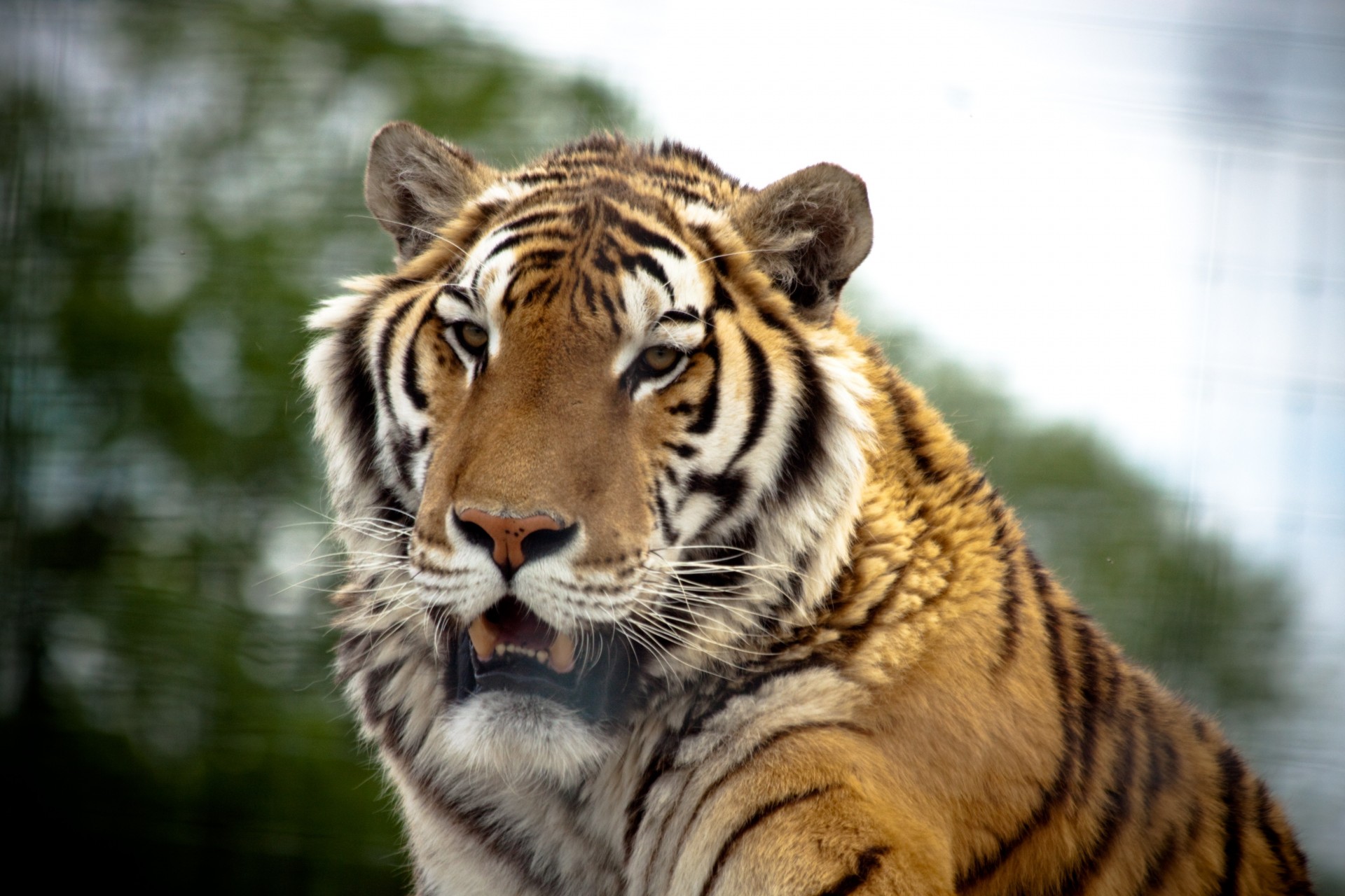 tiger canadá ontario