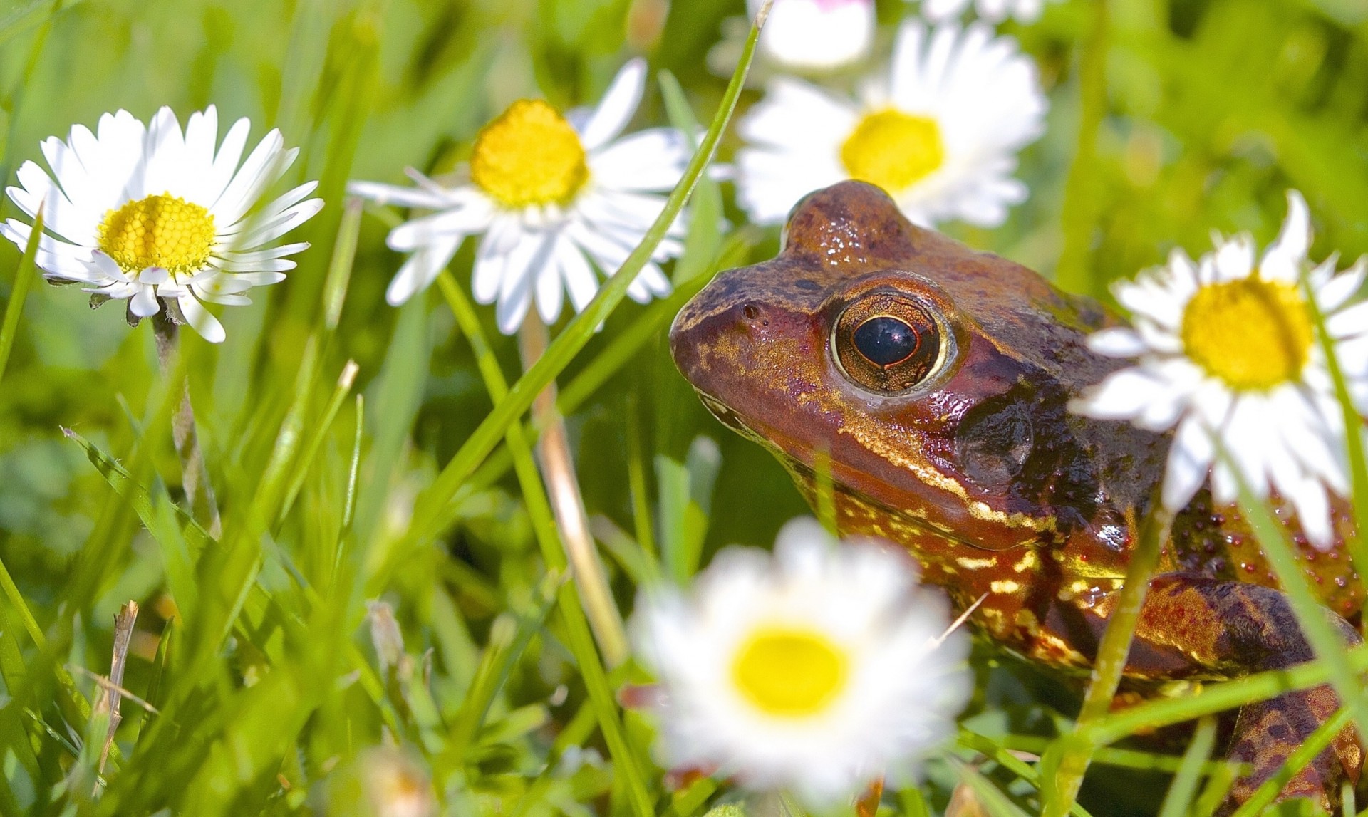 marguerites grenouille fleurs