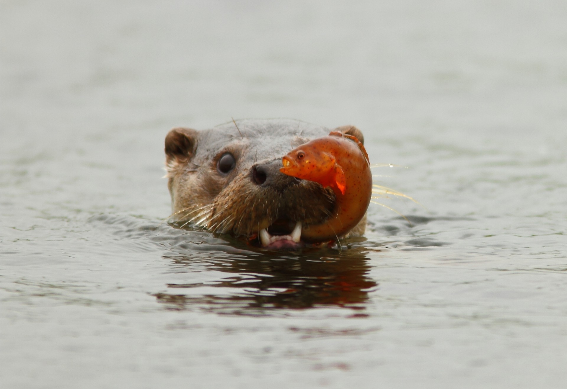 lontra fiume trota