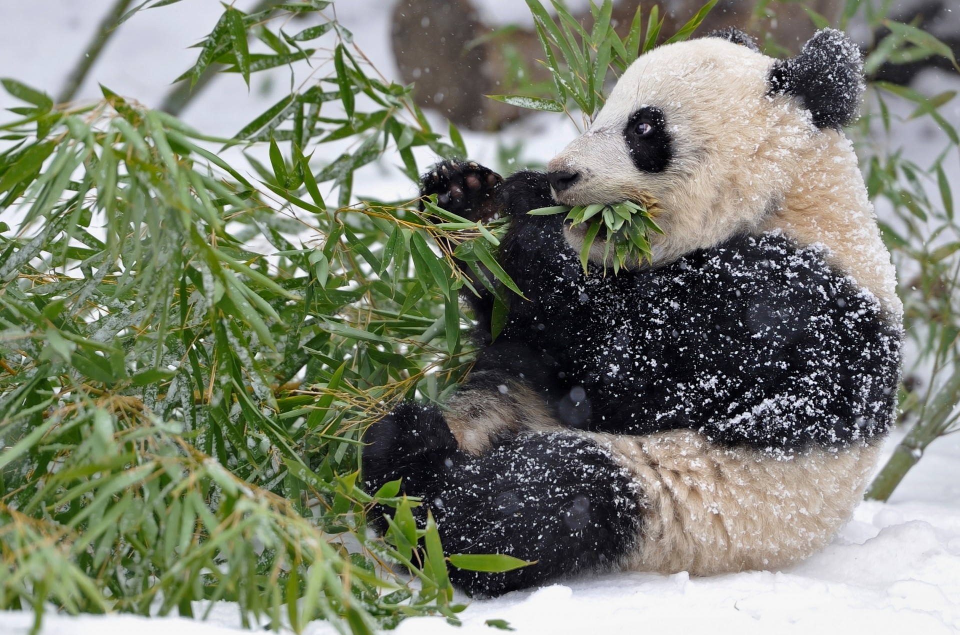 foglia bambù neve rami panda inverno