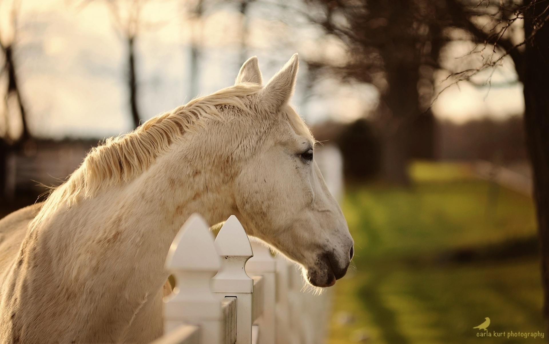 denti testa recinzione cavallo profilo