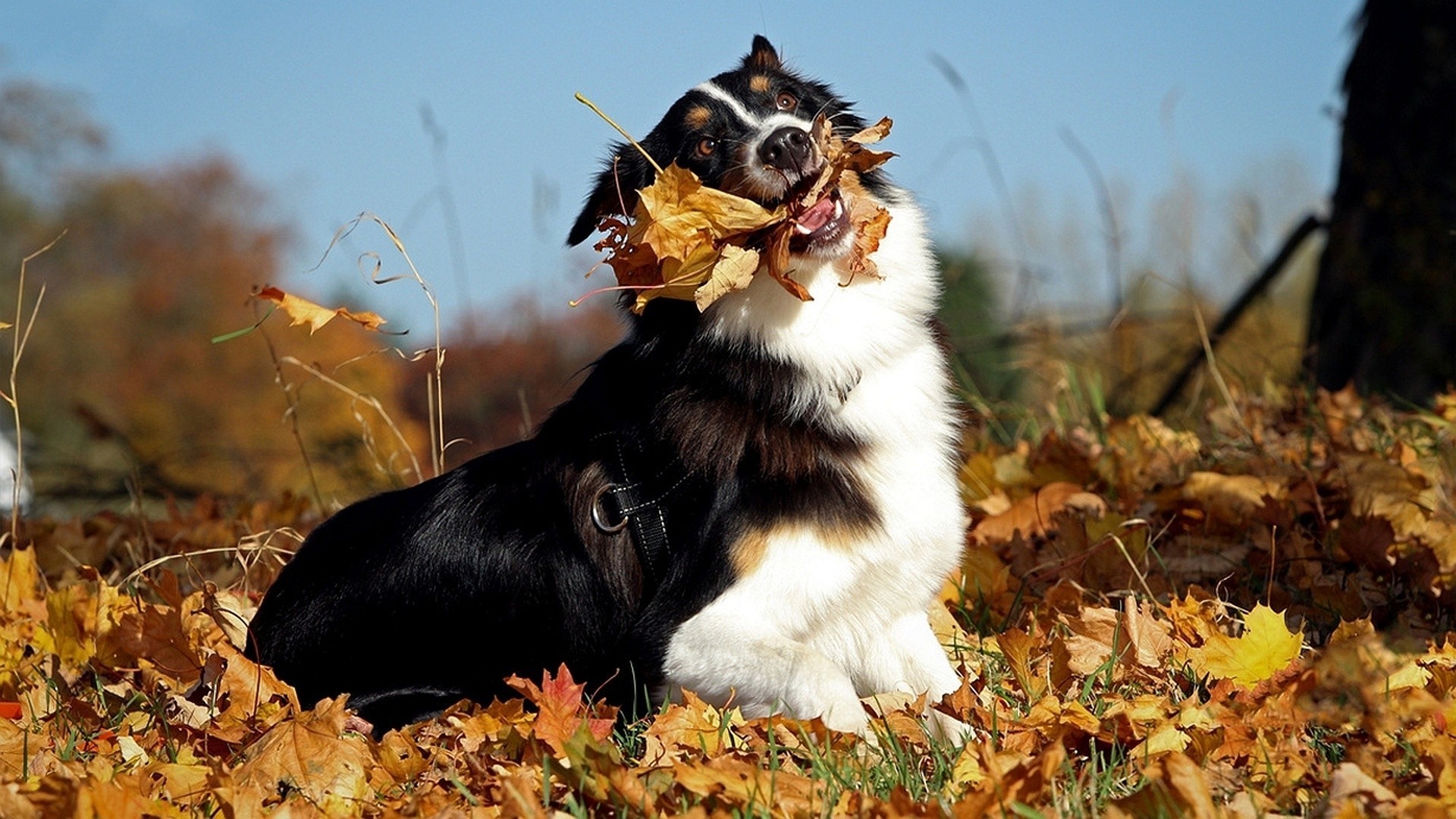 otoño hoja perro