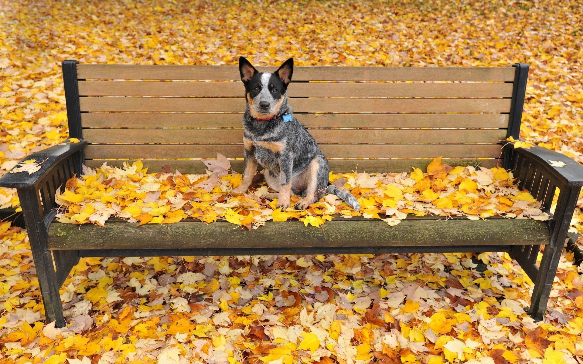 hoja perro otoño banco