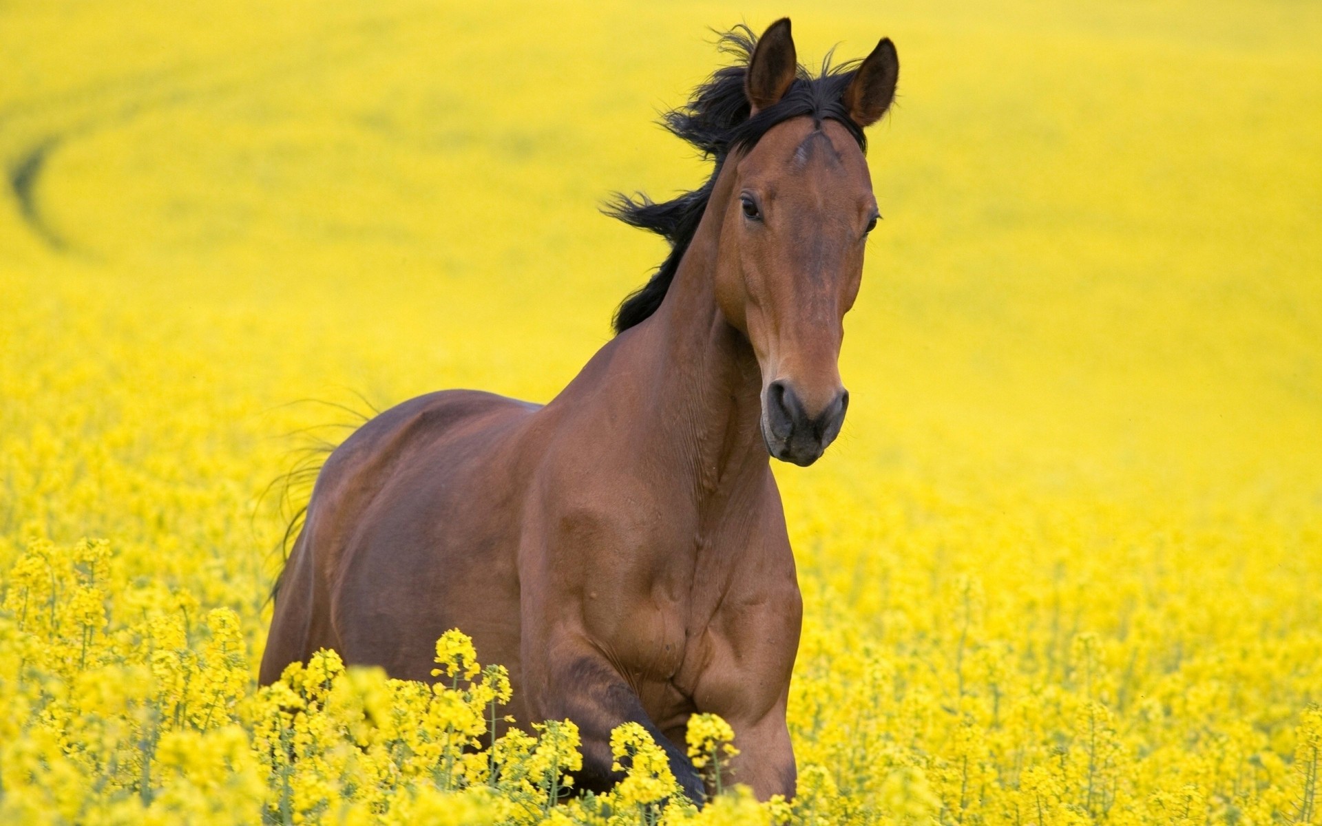 the field horse yellow flower