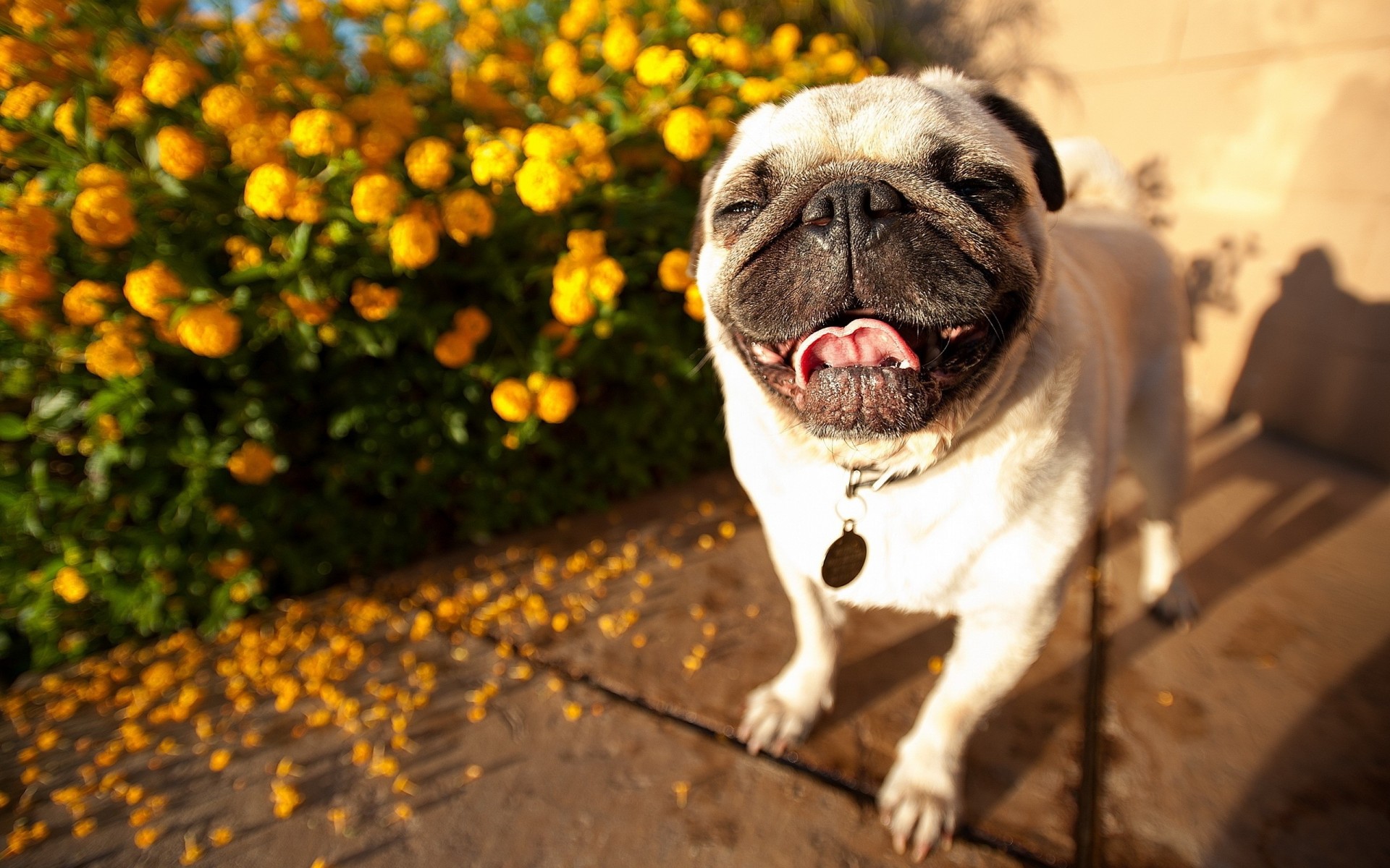 chien bel homme carlin dents