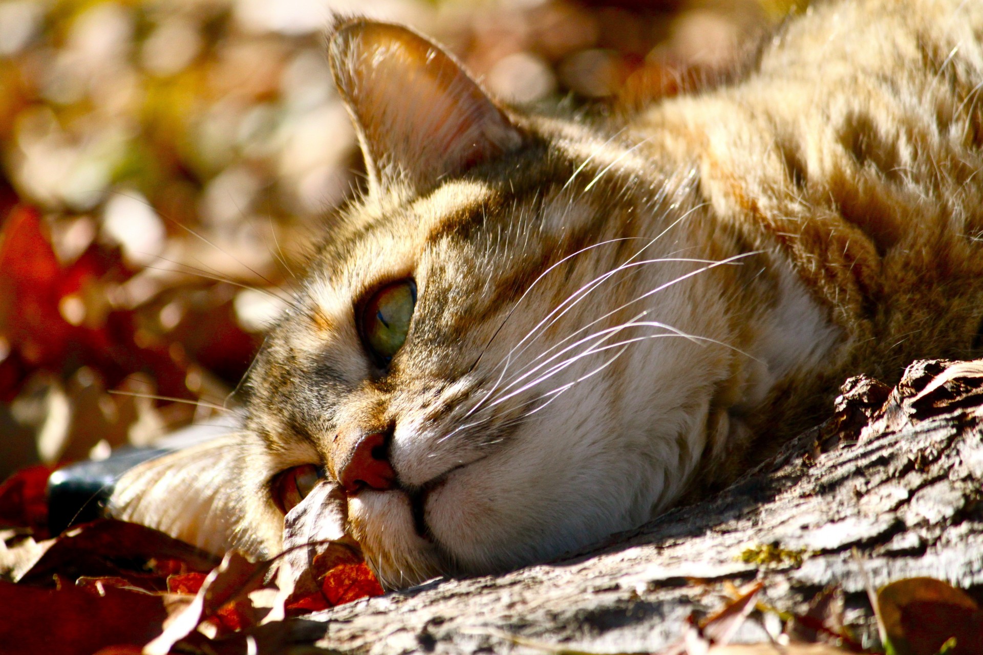 animals is mustache teeth cat