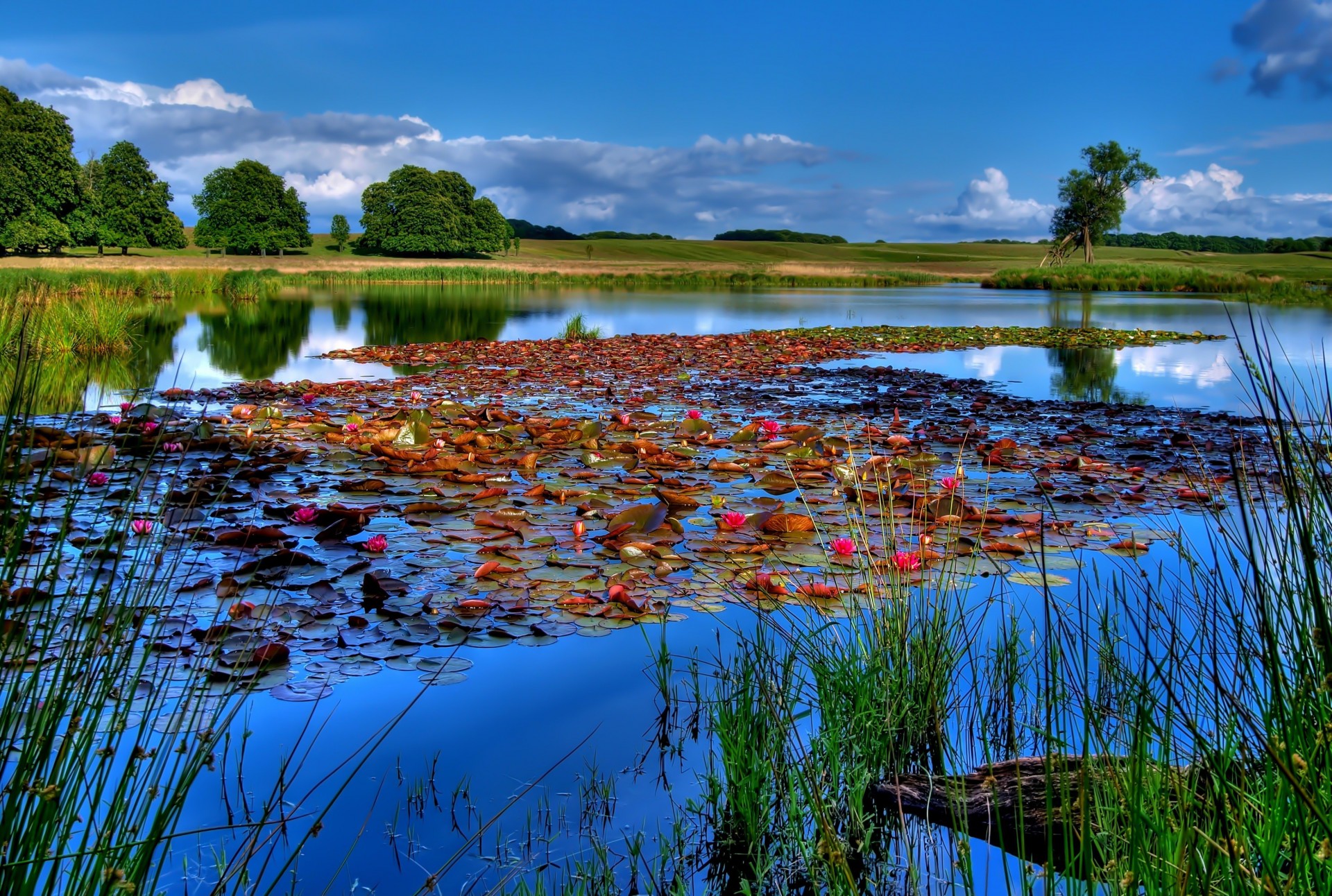 landscape lake river sky fishing lilies water