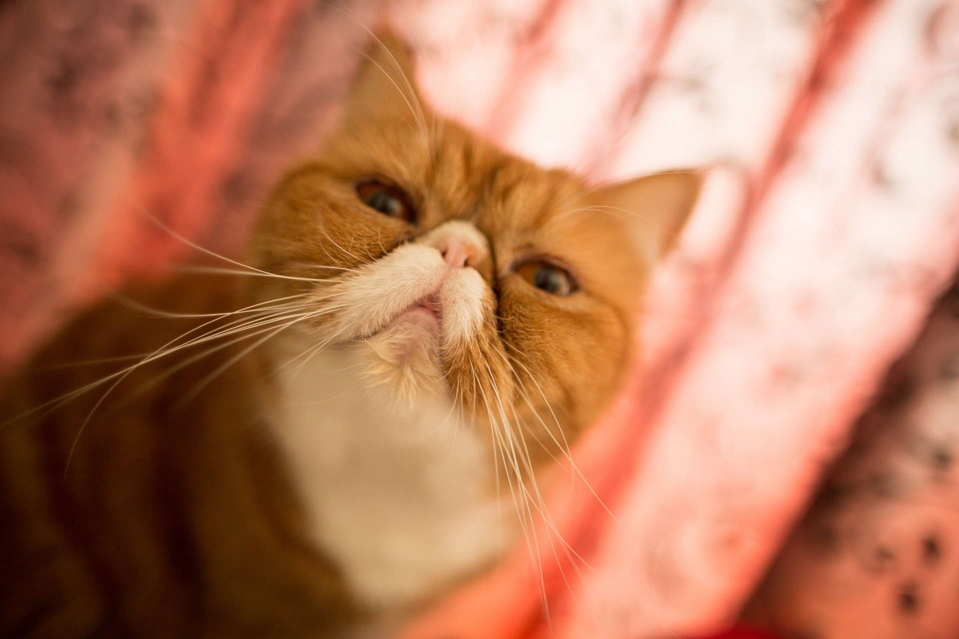 bokeh esotico shire horse gatto