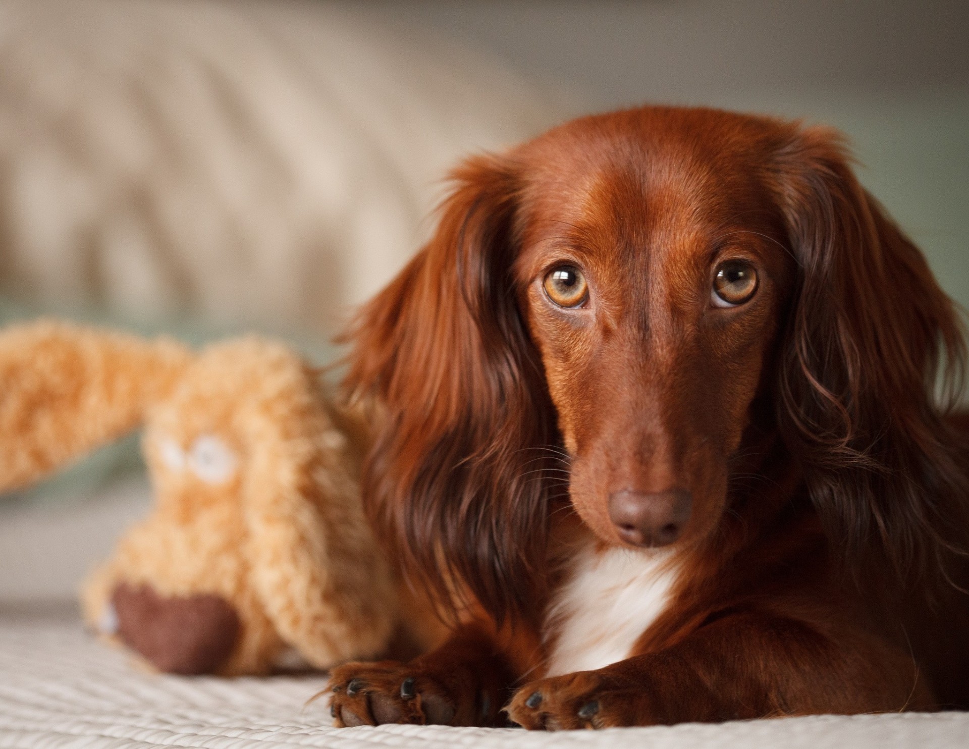 chien dents jouets