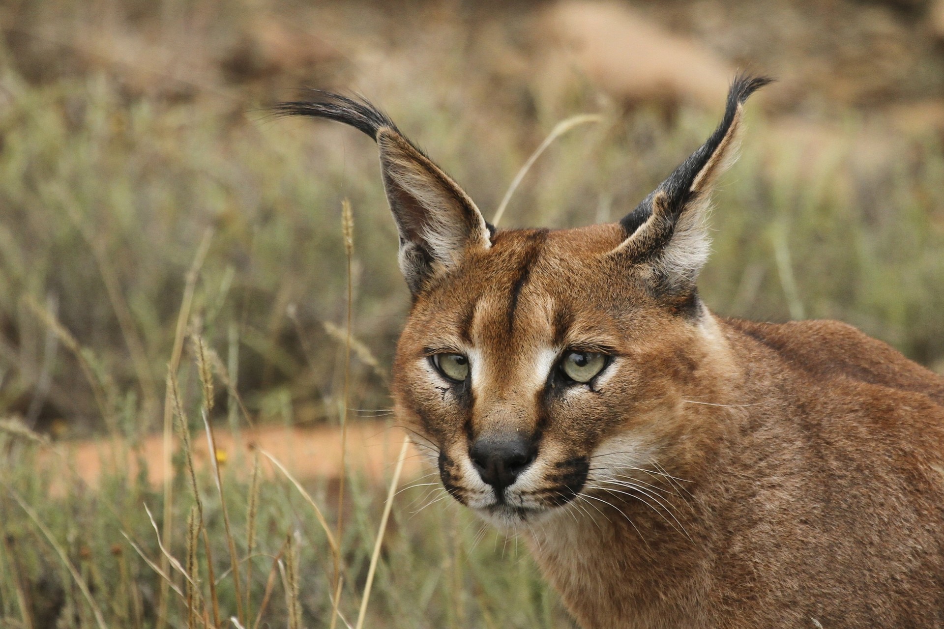 caracal lynx des steppes tête