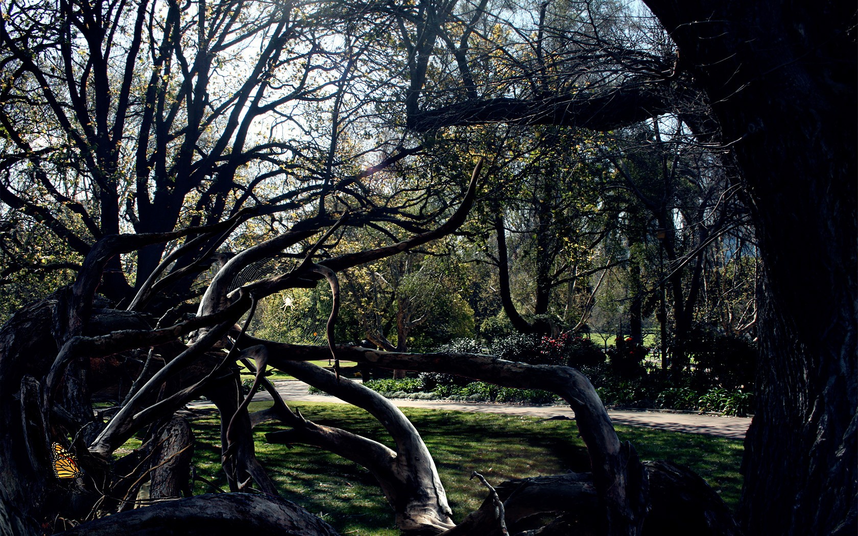 alberi ragnatela ragno scuro