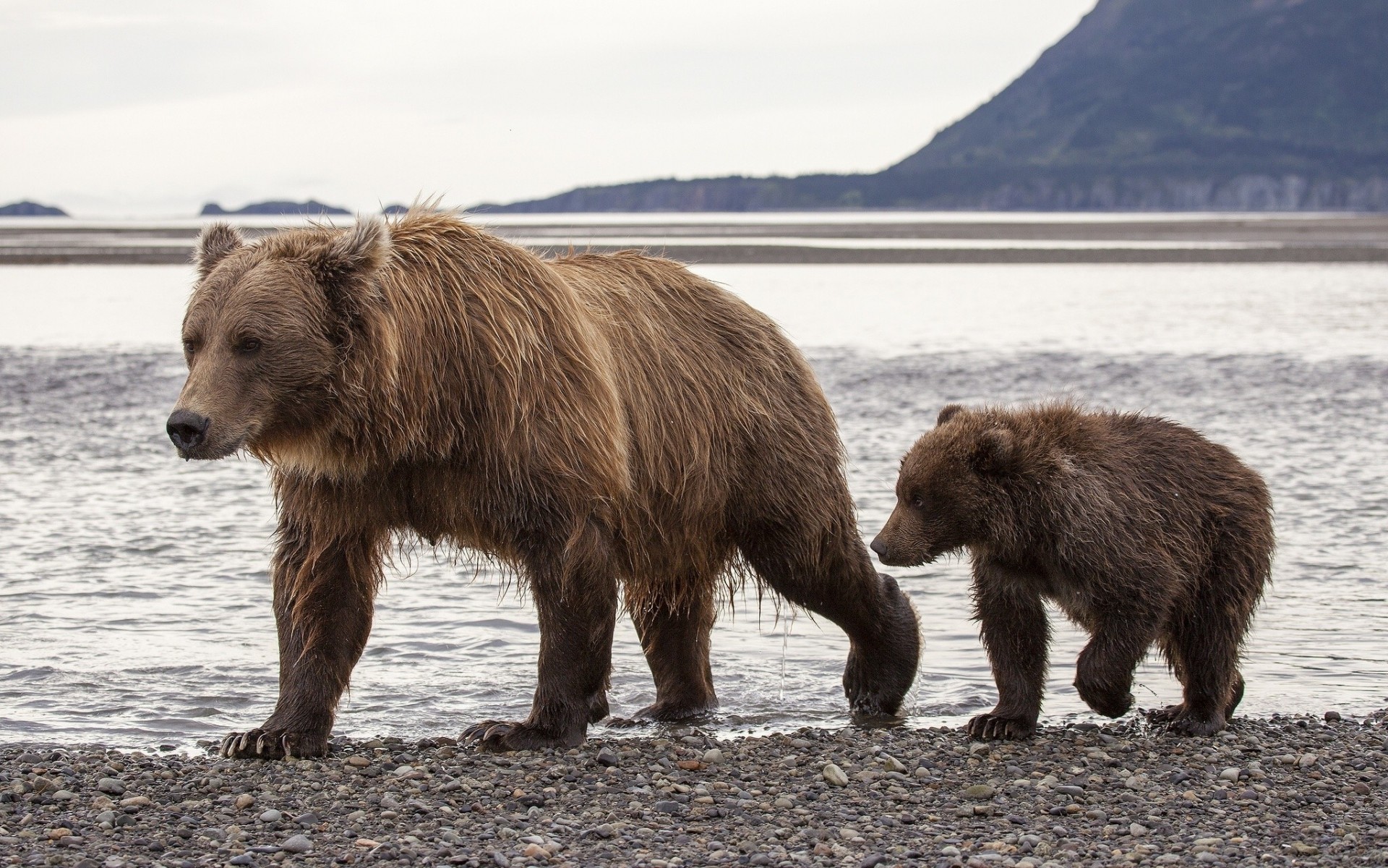 alaska ours bruns ours en peluche ours ours