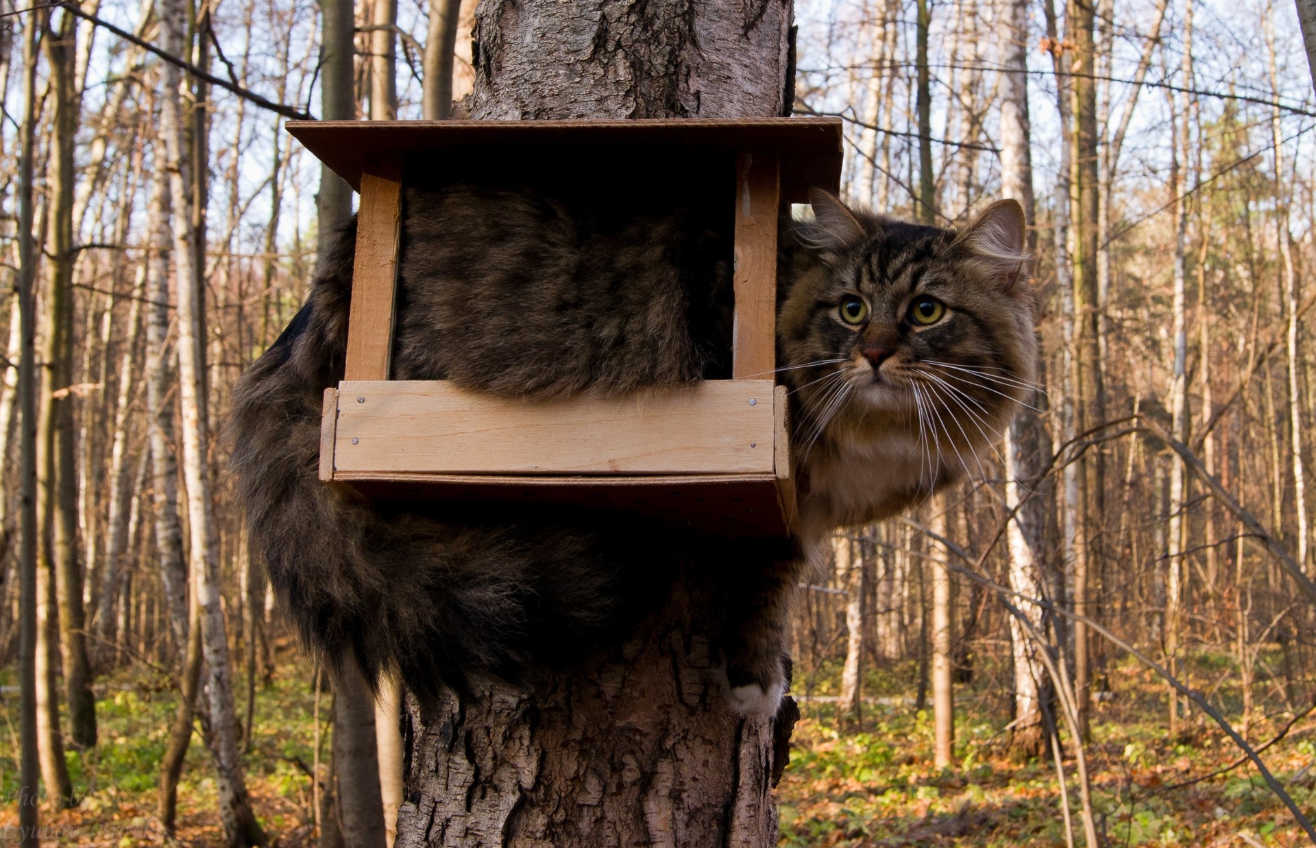 lustig vogelhaus baum wald katze aufmerksamkeit