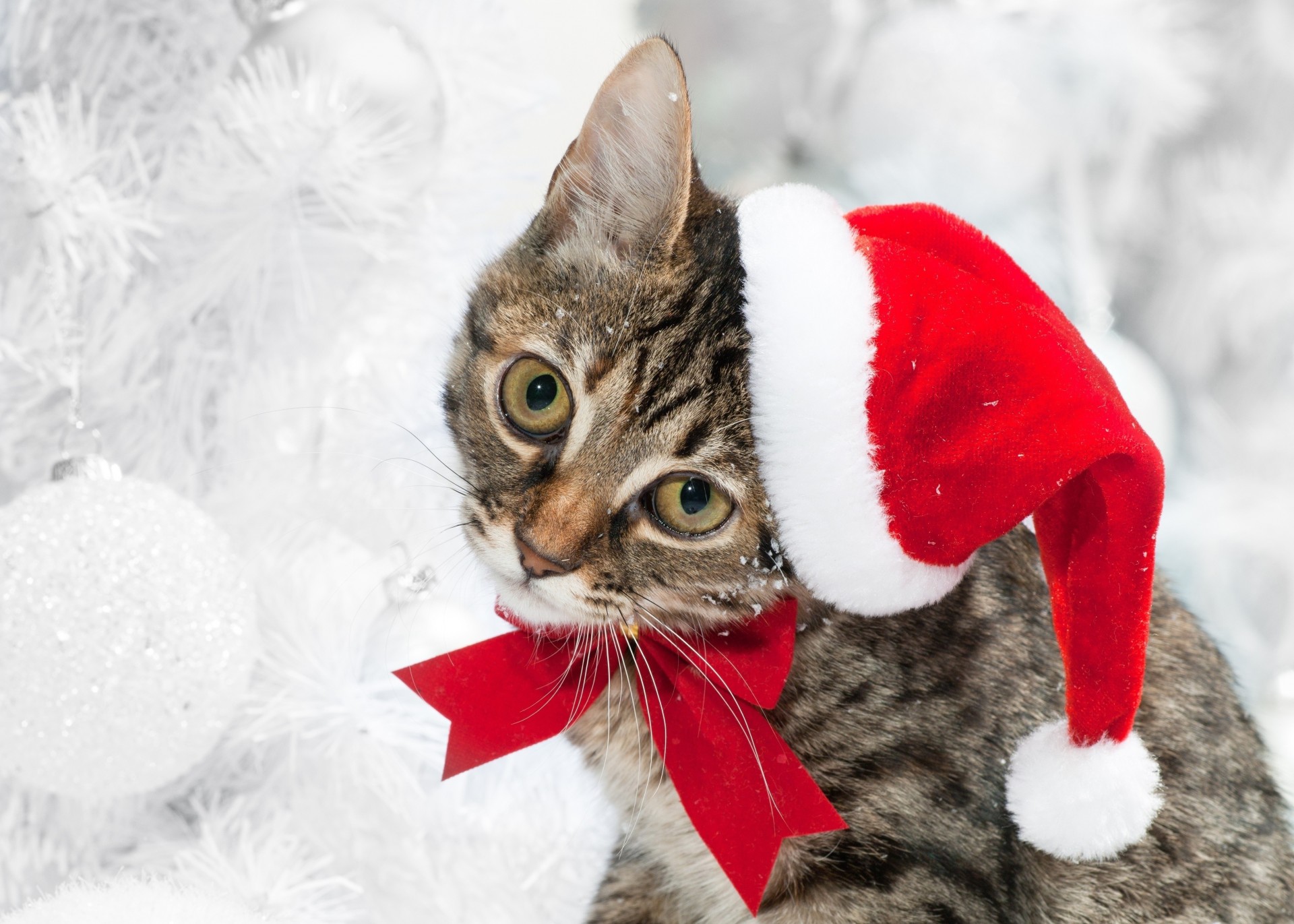 cappello di natale neve inverno denti gatto