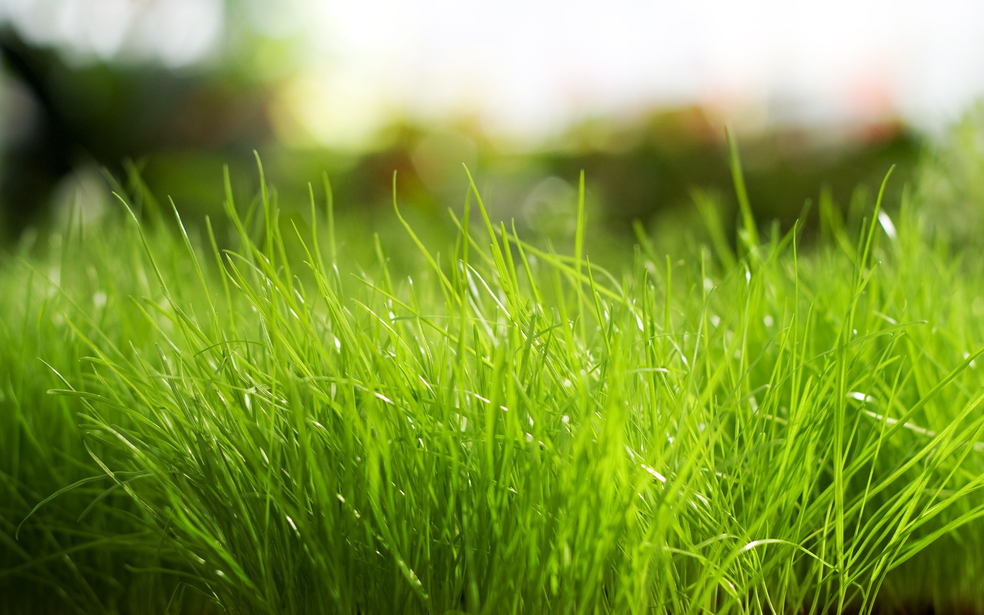 gras grün natur