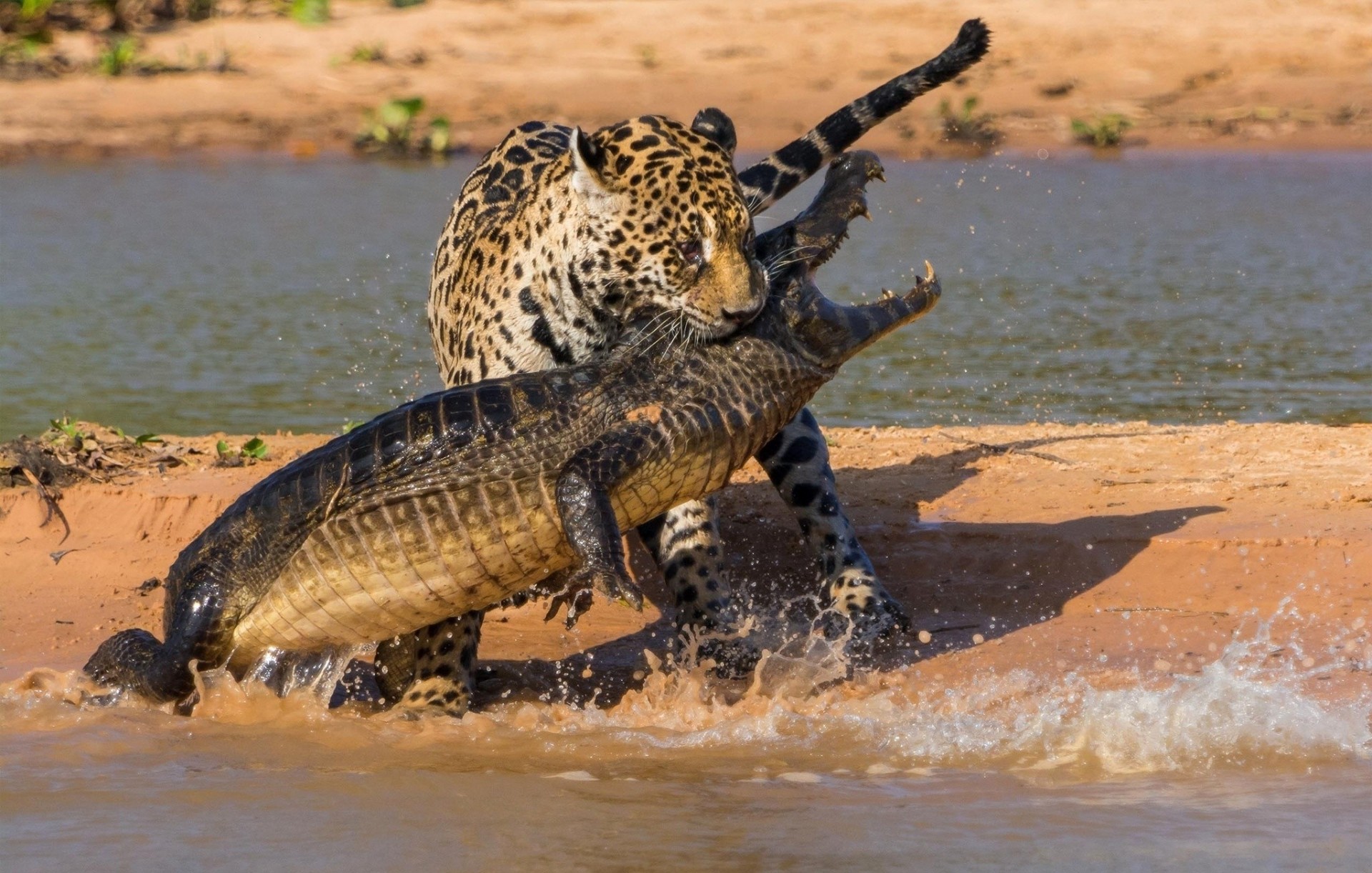 fight river nature pond confrontation jaguar alligator beautiful