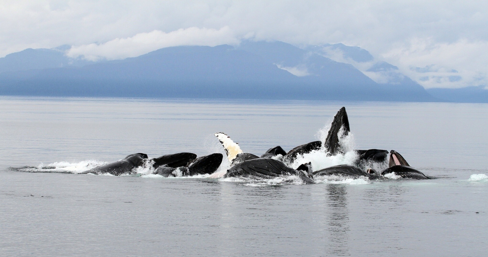 balene oceano alaska montagne