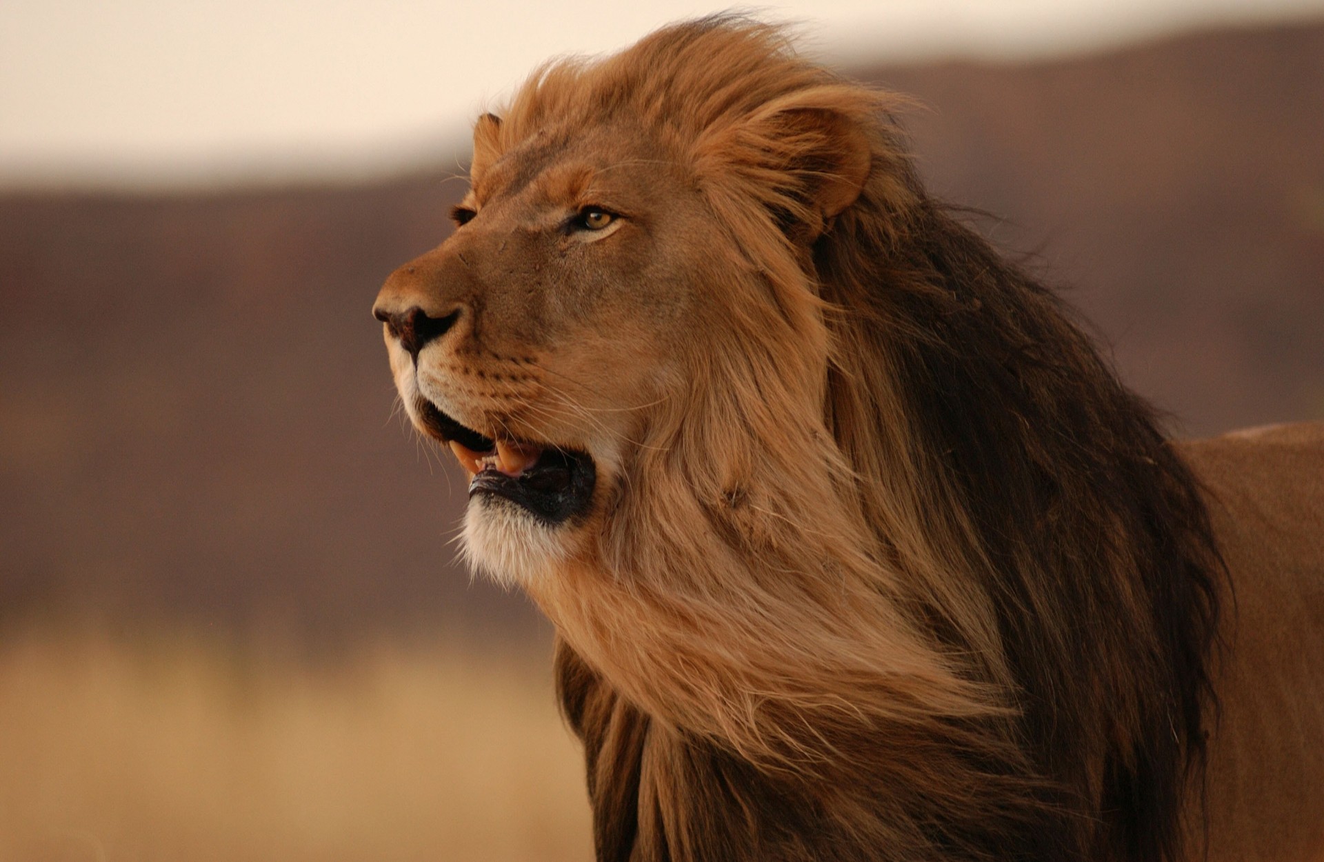 dientes león gato