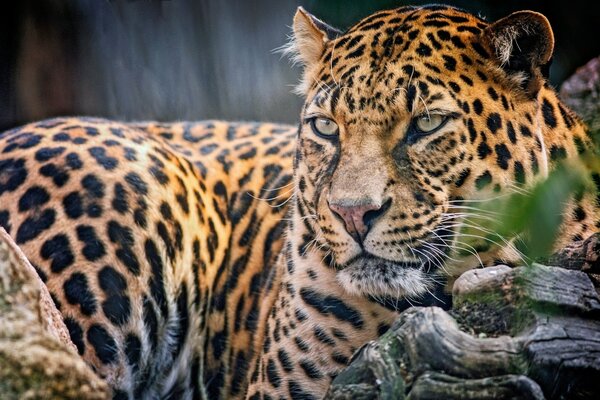 Tipo de gato depredador leopardo